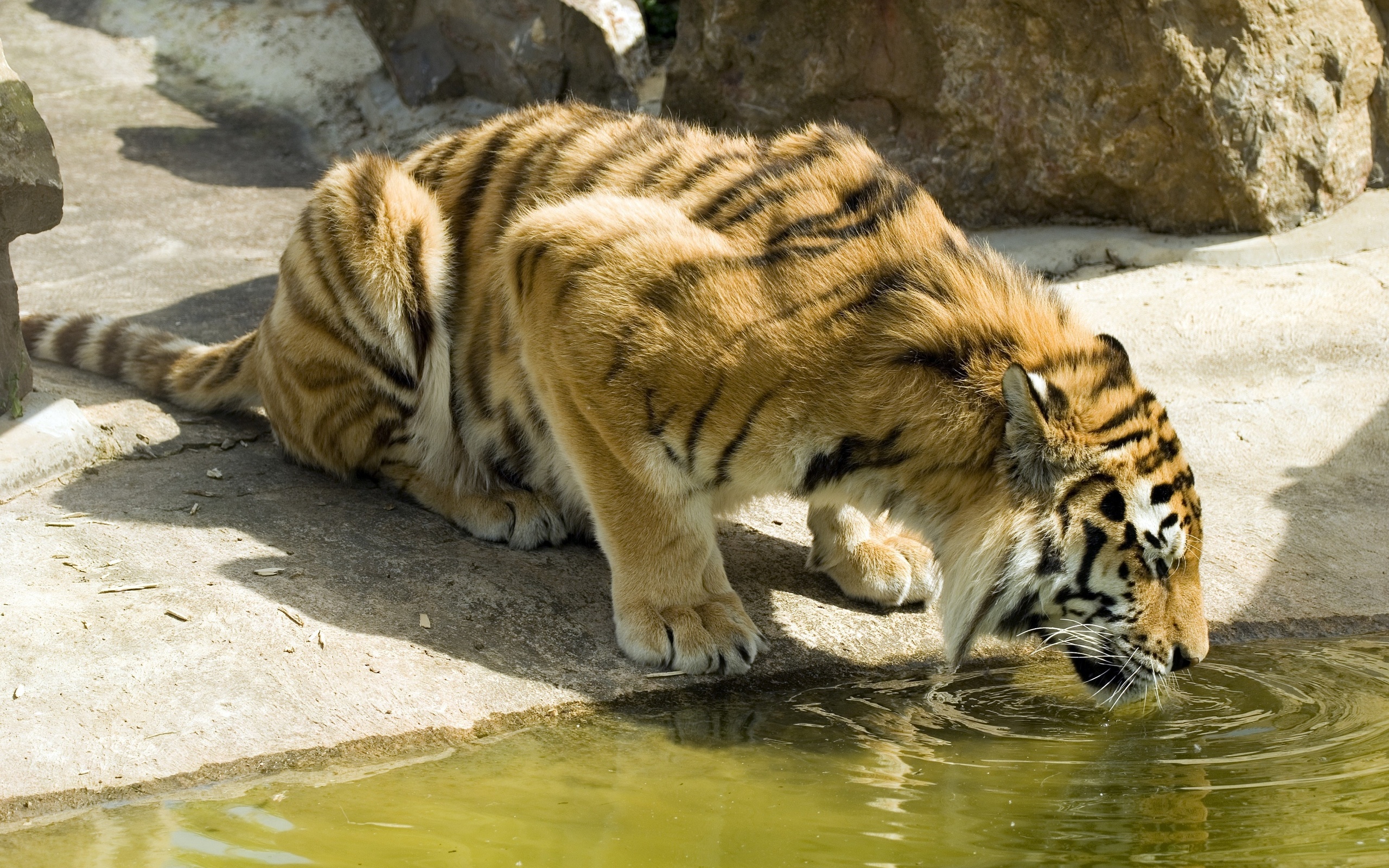 Handy-Wallpaper Tiere, Katzen, Tiger kostenlos herunterladen.