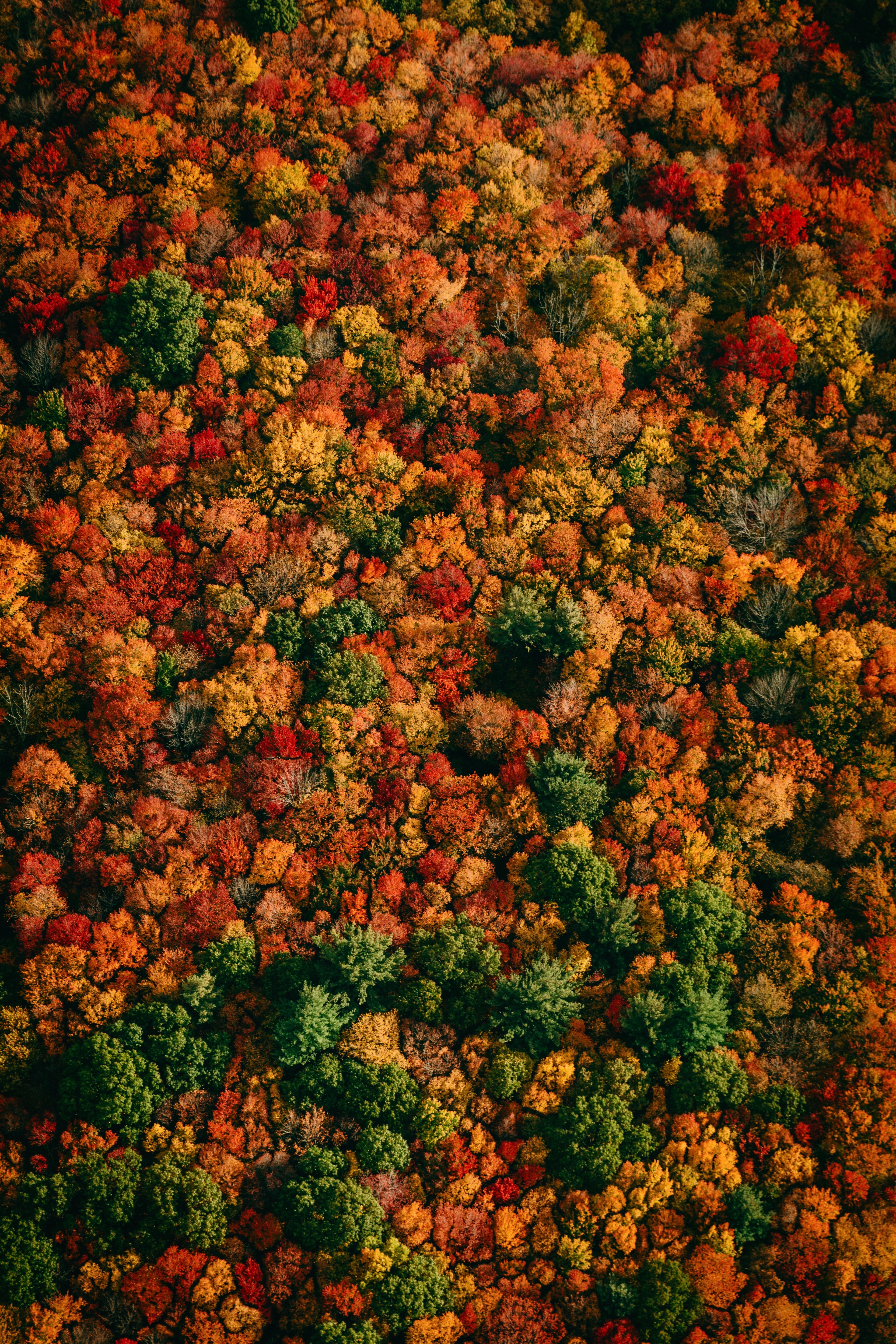 autumn, forest, nature, trees, view from above, multicolored, motley
