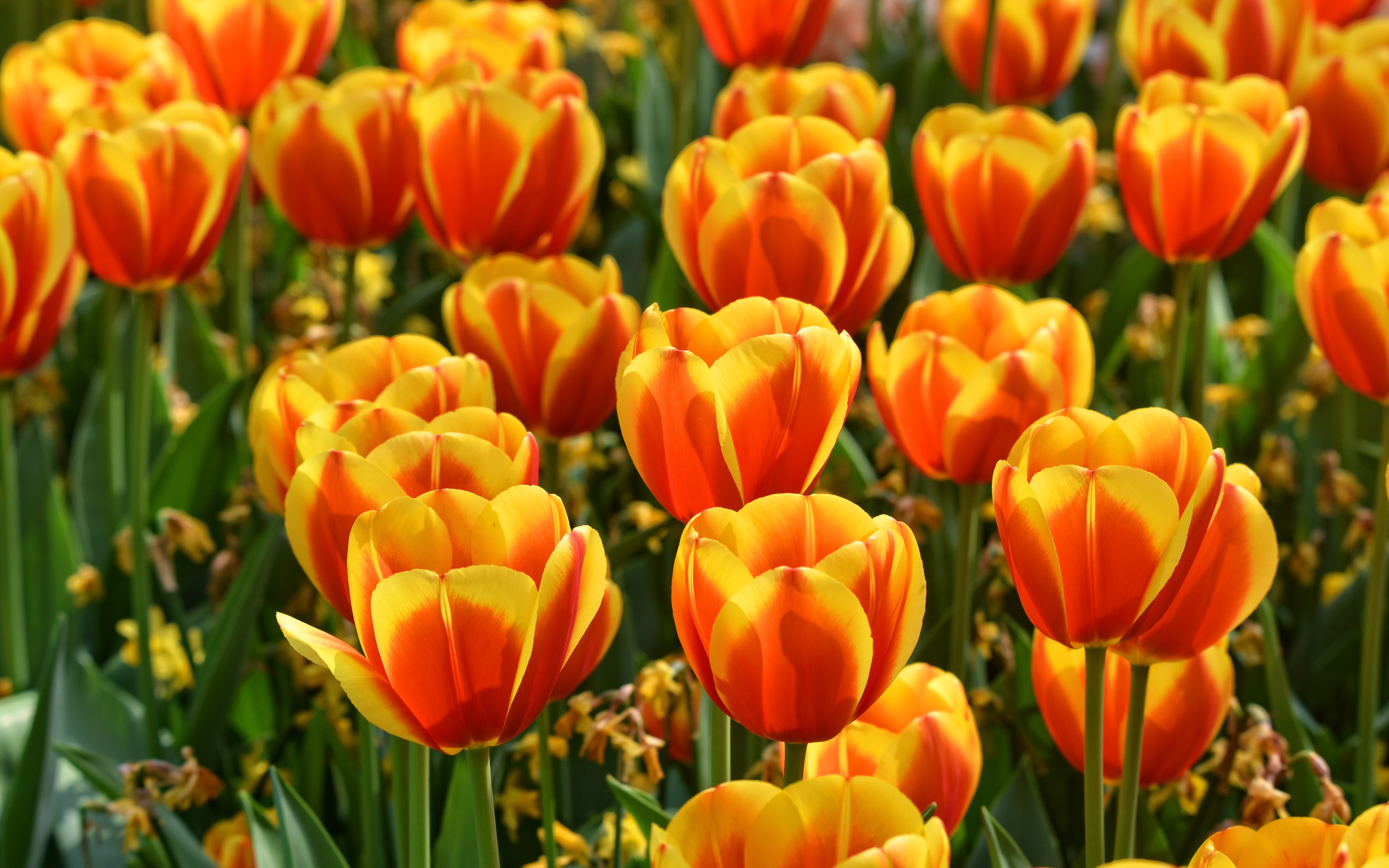 Baixe gratuitamente a imagem Natureza, Flores, Verão, Flor, Tulipa, Terra/natureza na área de trabalho do seu PC