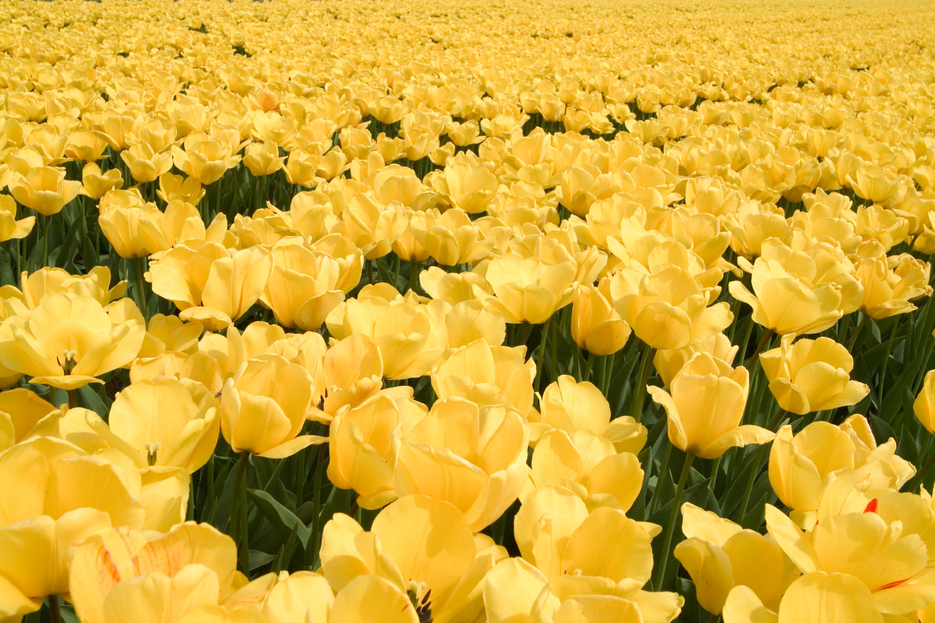 yellow flower, flowers, earth, tulip, flower