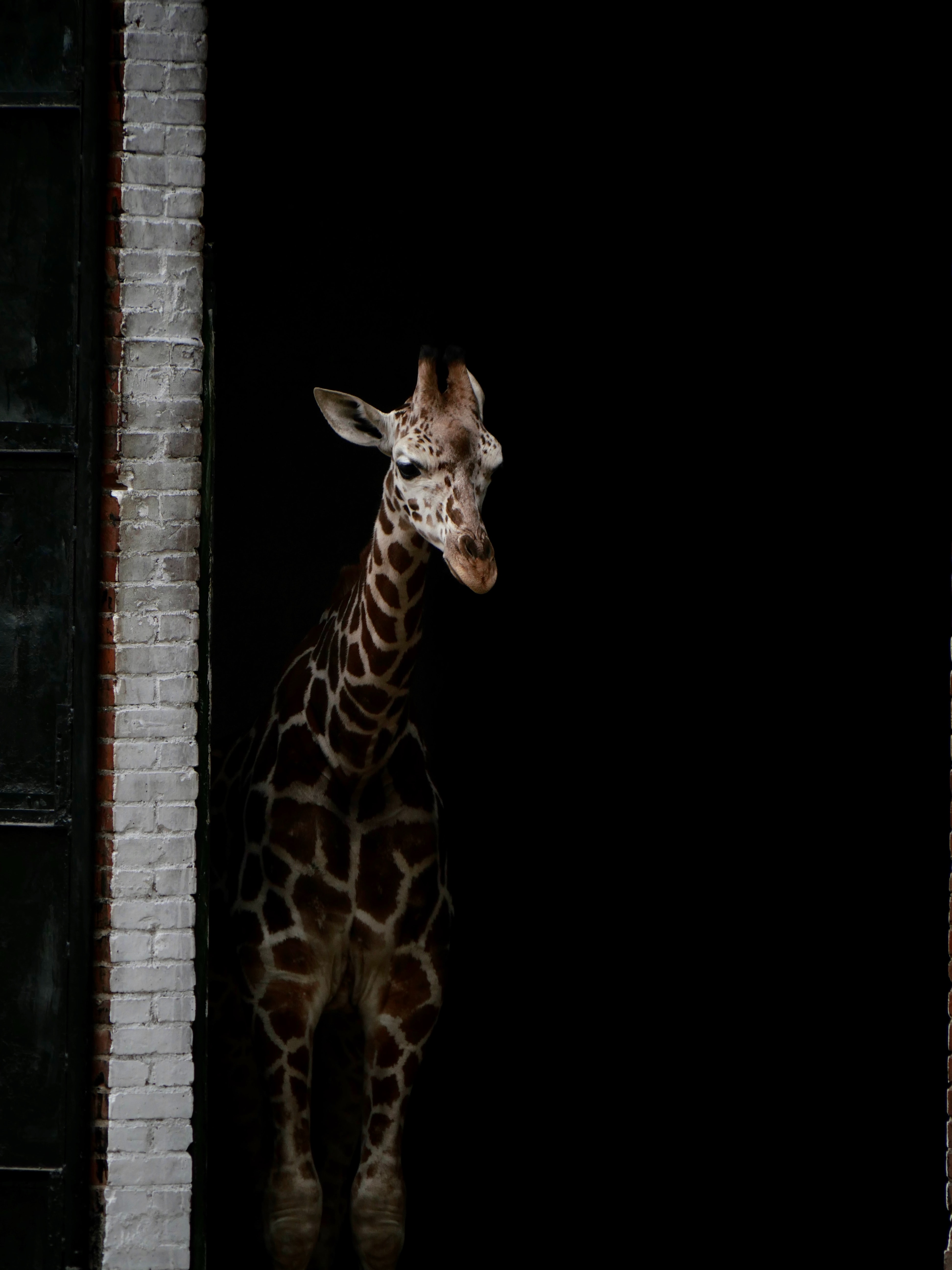 Free download wallpaper Animals, Spots, Giraffe, Stains, Dark on your PC desktop