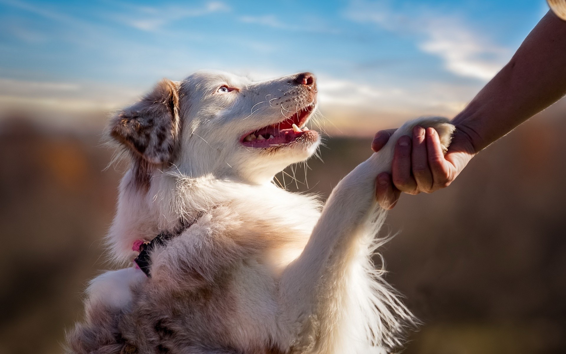 Скачати мобільні шпалери Собаки, Пес, Тварина, Австралійська Вівчарка безкоштовно.