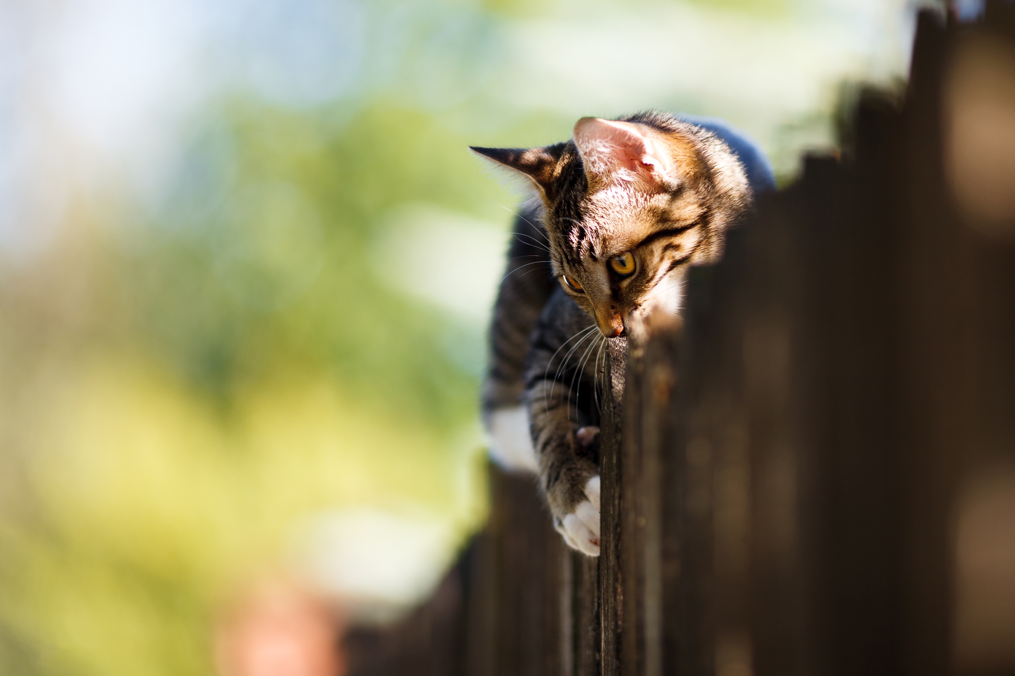 Download mobile wallpaper Cats, Cat, Animal, Depth Of Field for free.