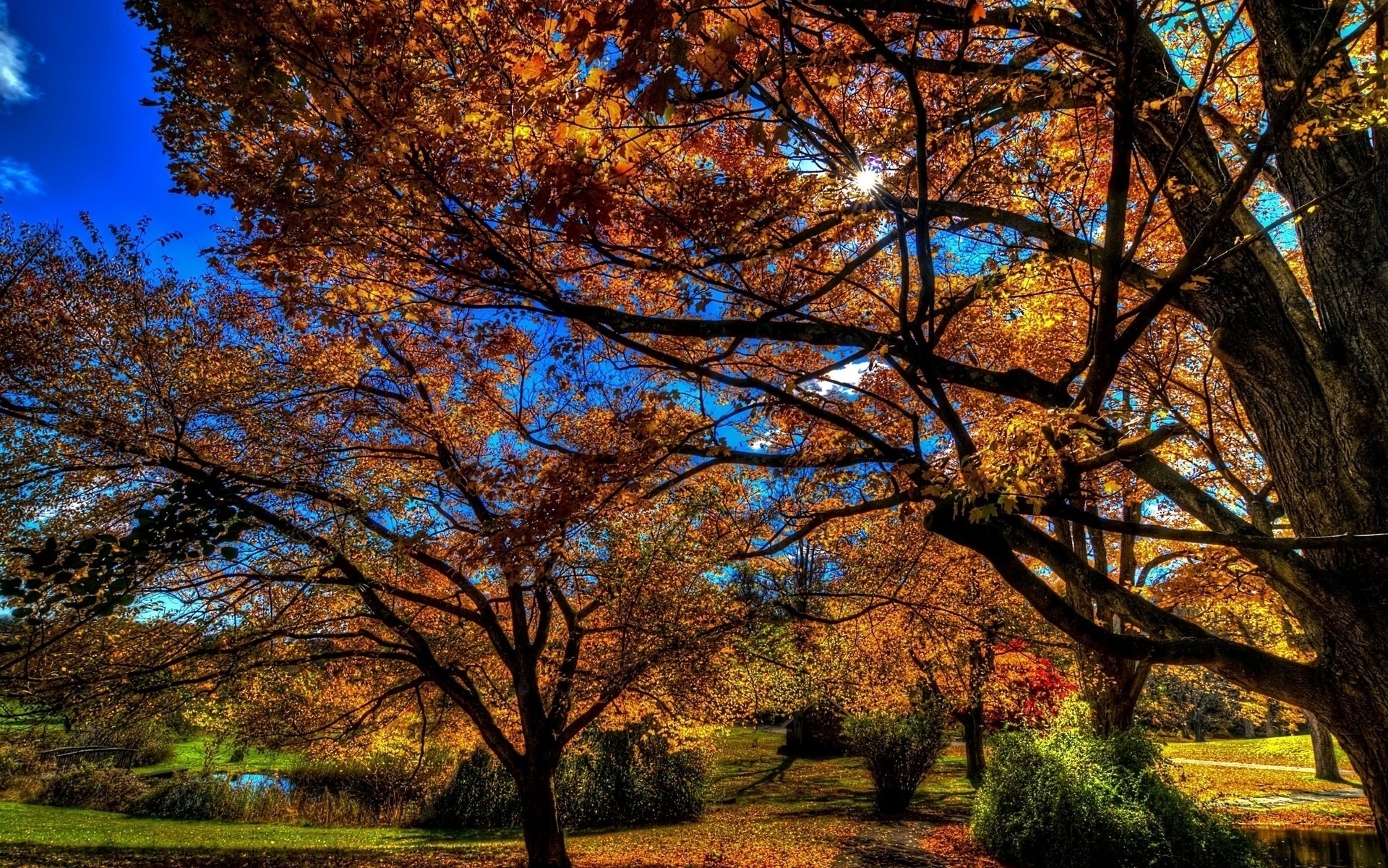 Descarga gratuita de fondo de pantalla para móvil de Naturaleza, Bosque, Parque, Árbol, Fotografía.