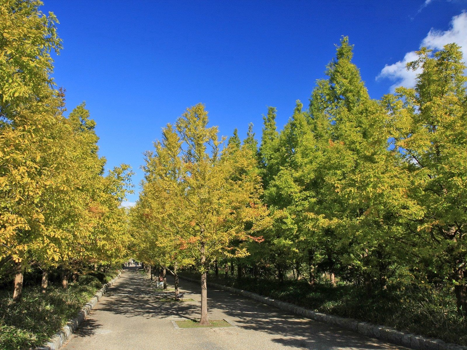 Baixe gratuitamente a imagem Natureza, Árvores, Outono, Estrada, Caminho na área de trabalho do seu PC