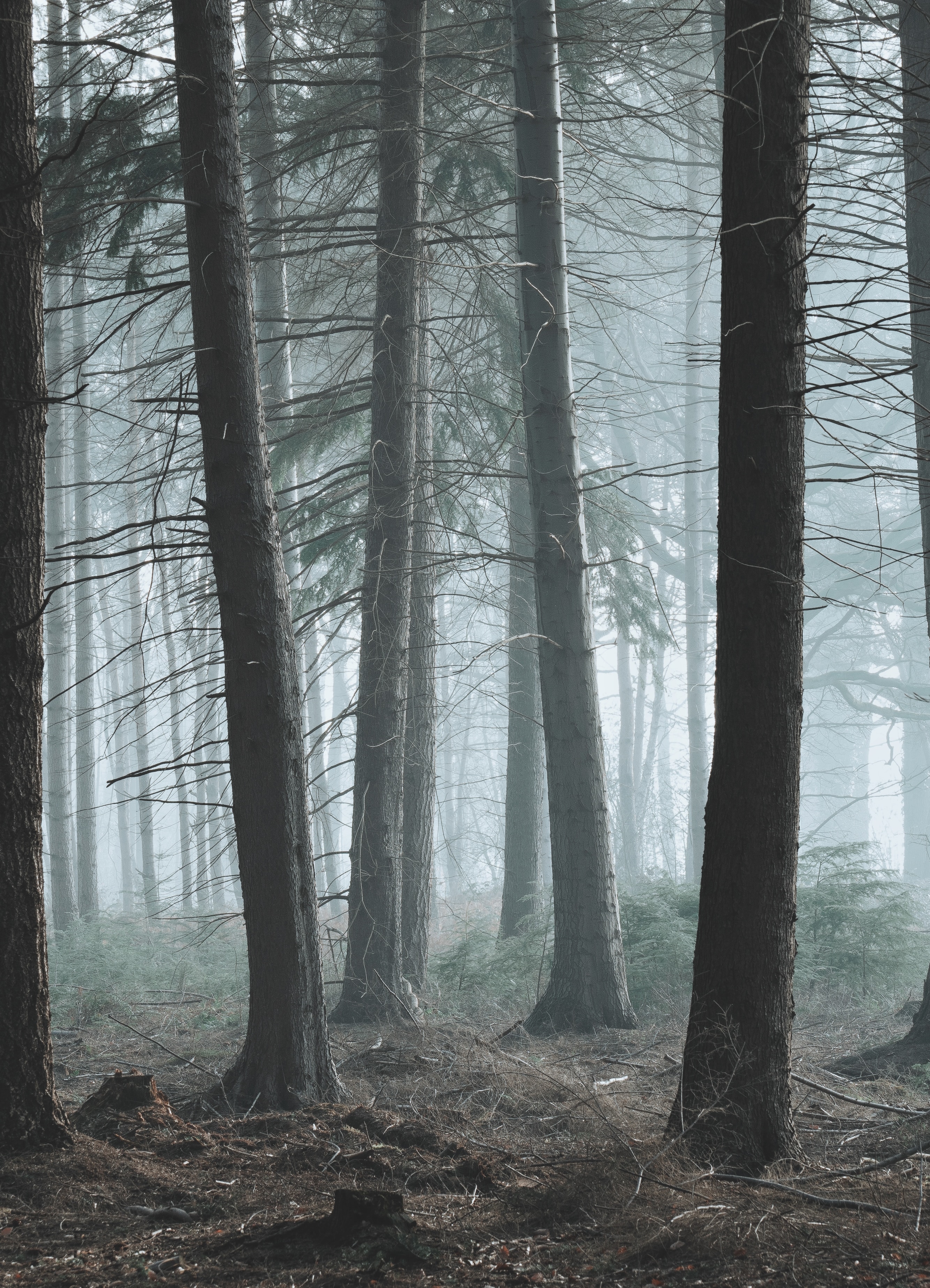 Free download wallpaper Nature, Trees, Coniferous, Forest, Pine, Fog on your PC desktop