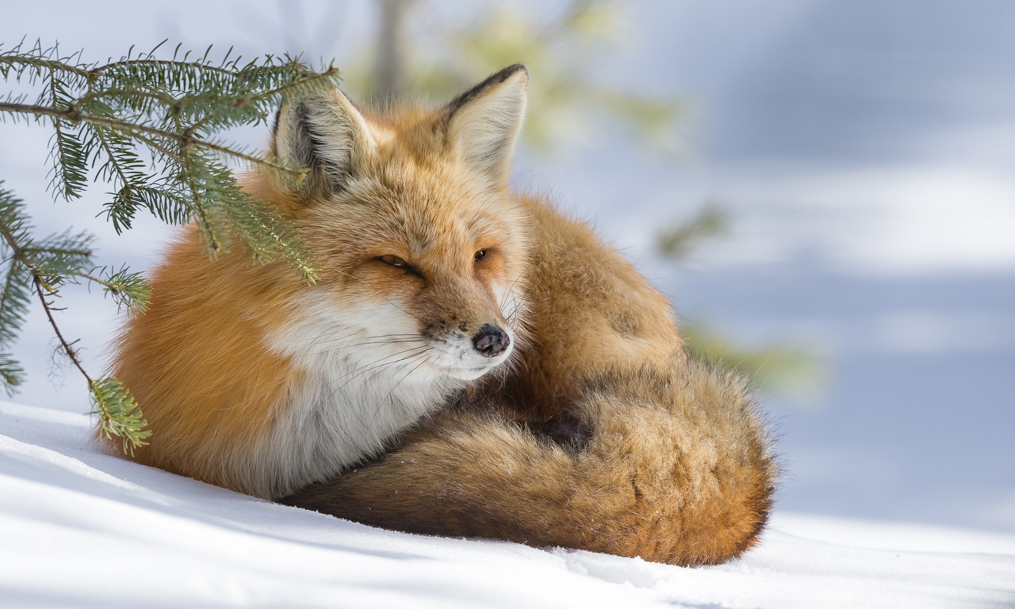 無料モバイル壁紙動物, 冬, 雪, 狐, 休憩中をダウンロードします。