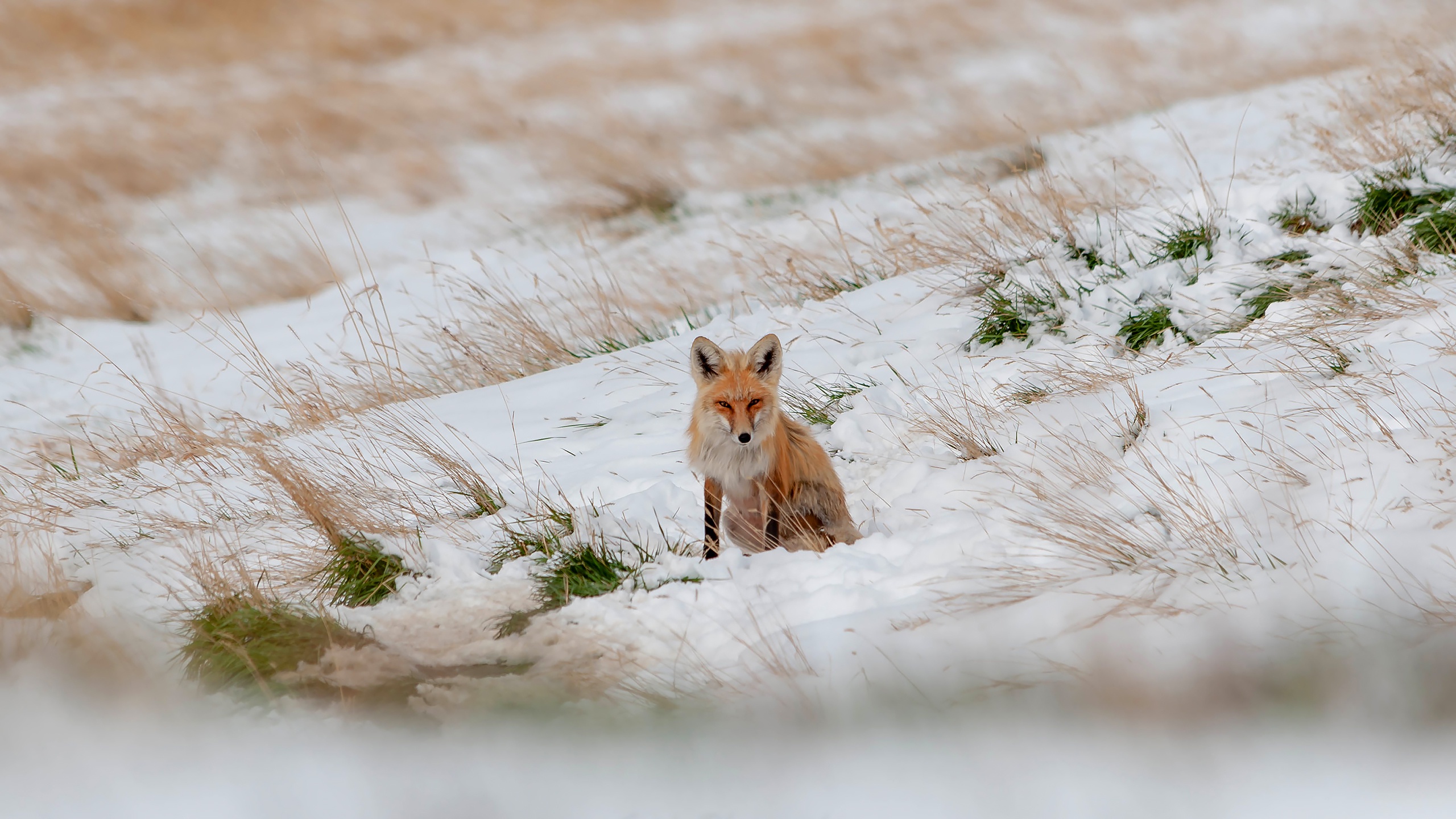 Download mobile wallpaper Winter, Snow, Fox, Animal for free.