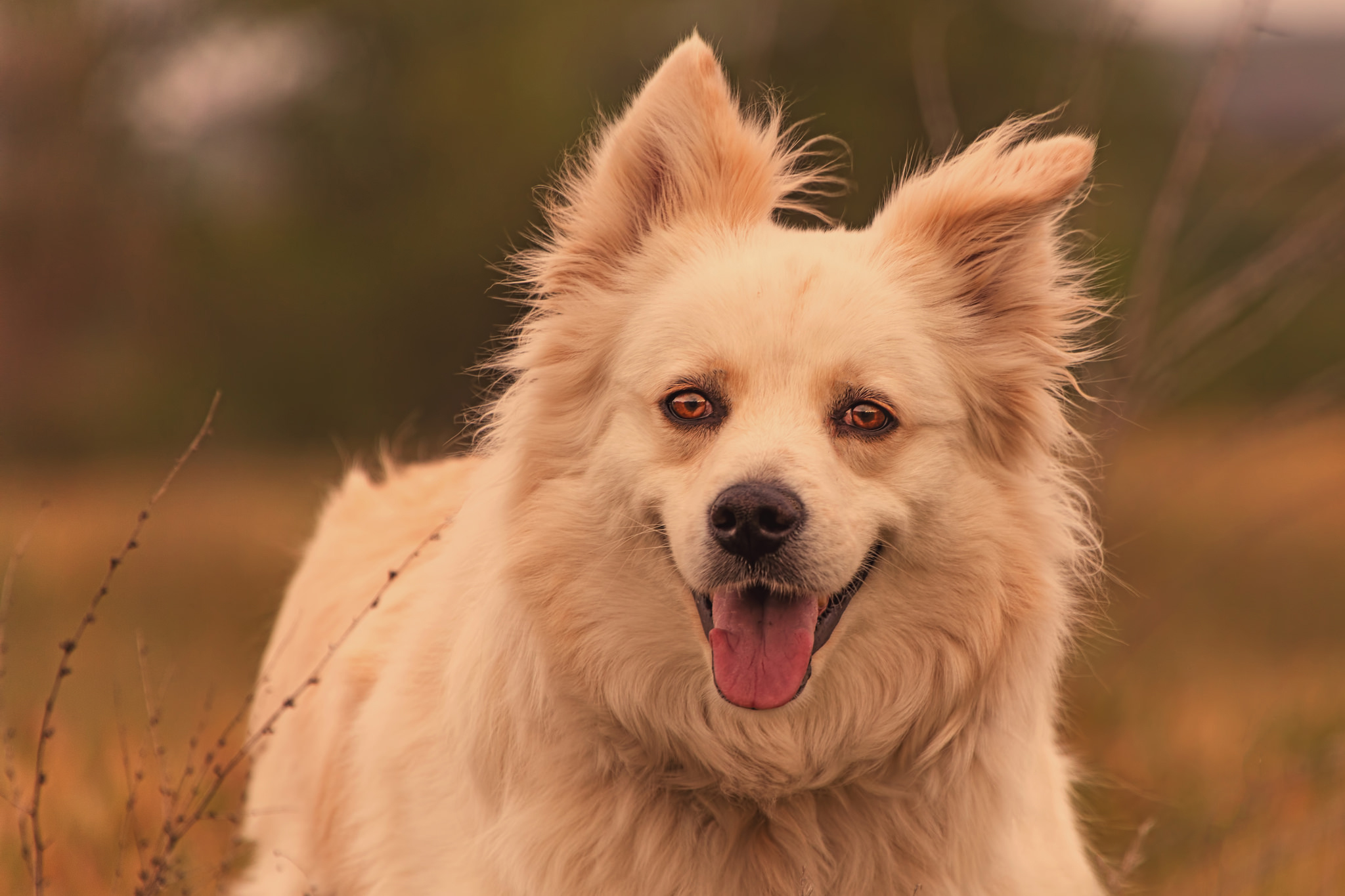 PCデスクトップに犬, 動物画像を無料でダウンロード