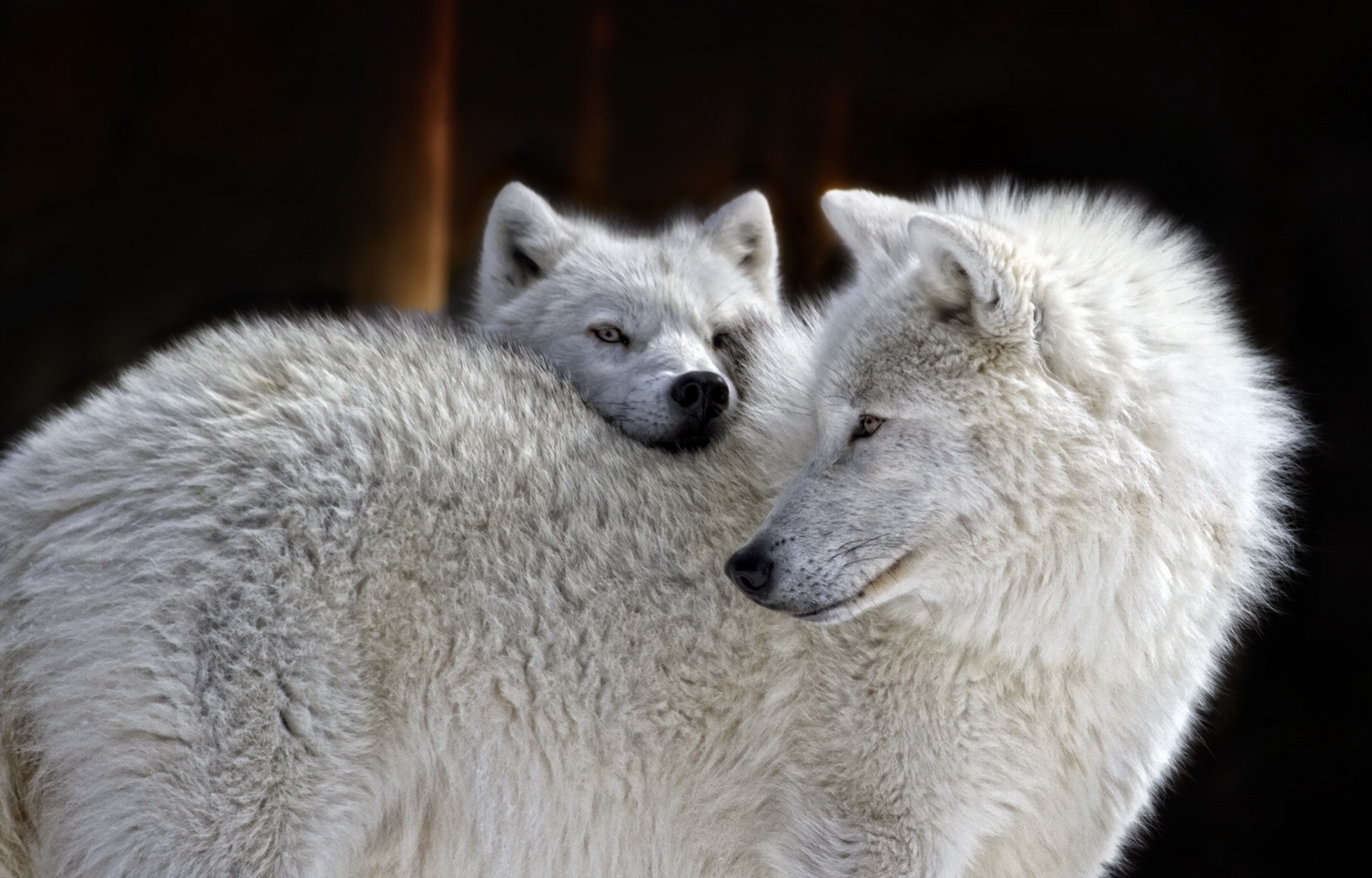 382976 Hintergrundbild herunterladen tiere, wolf, weißer wolf, wolves - Bildschirmschoner und Bilder kostenlos