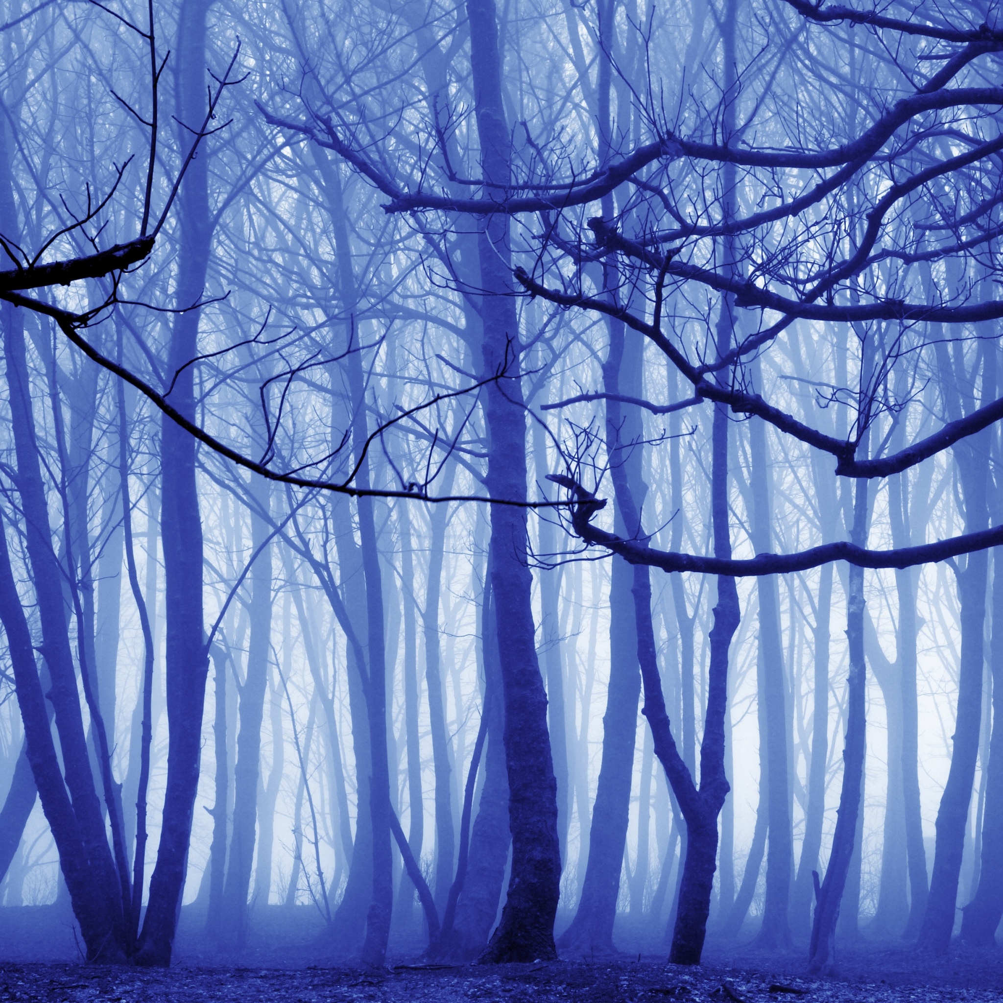 Download mobile wallpaper Winter, Forest, Fog, Earth, Surreal for free.