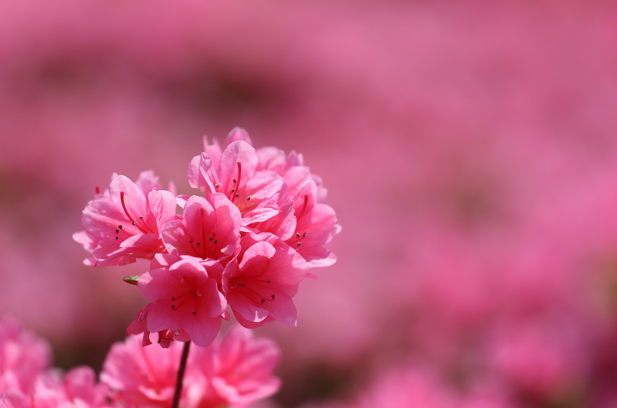 Скачати мобільні шпалери Природа, Квітка, Цвітіння, Земля, Розмиття, Весна, Рожева Квітка, Флауерзи безкоштовно.