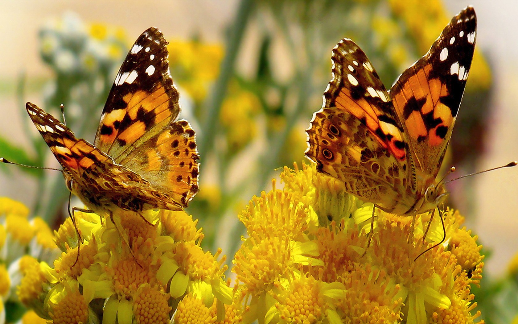 Téléchargez gratuitement l'image Animaux, Fleur, Papillon, Couleur Orange) sur le bureau de votre PC