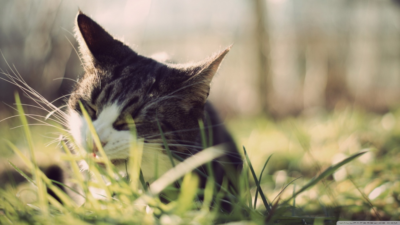 Baixar papel de parede para celular de Animais, Gatos, Gato gratuito.