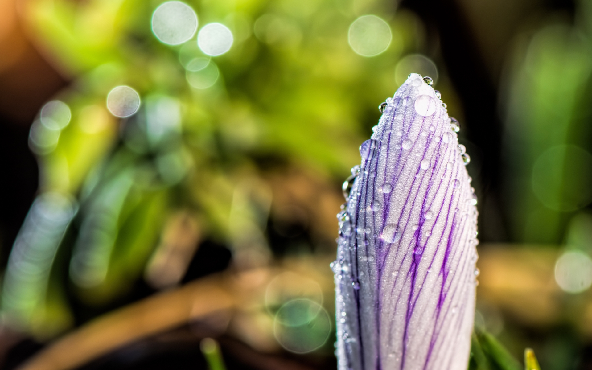 Téléchargez des papiers peints mobile Fleurs, Crocus, Terre/nature gratuitement.