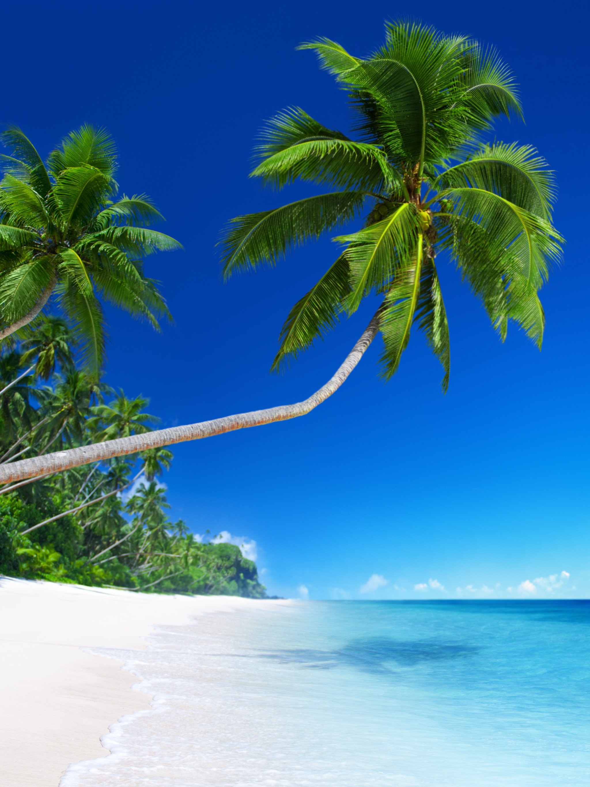Download mobile wallpaper Beach, Horizon, Ocean, Earth, Tropical, Palm Tree for free.
