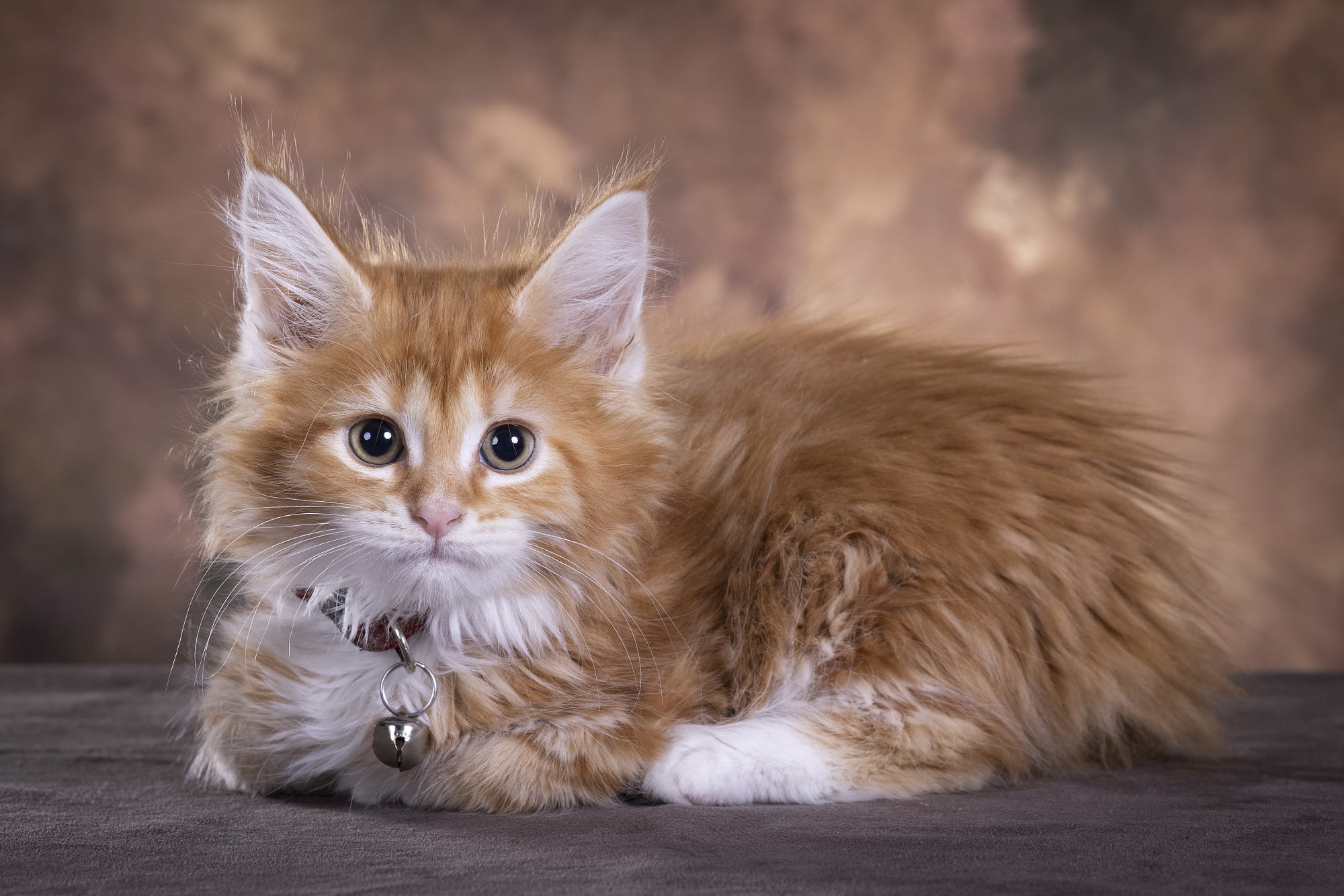 Baixe gratuitamente a imagem Animais, Gatos, Gato, Gatinho, Maine Coon, Animal Bebê na área de trabalho do seu PC
