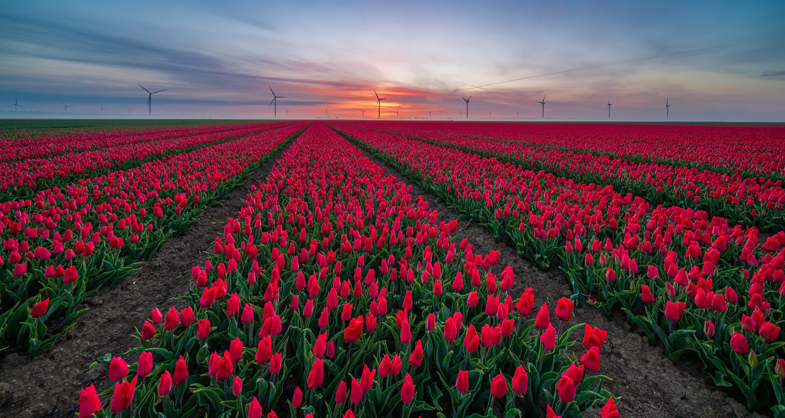 Download mobile wallpaper Flowers, Sunset, Flower, Earth, Field, Tulip, Wind Turbine, Red Flower for free.