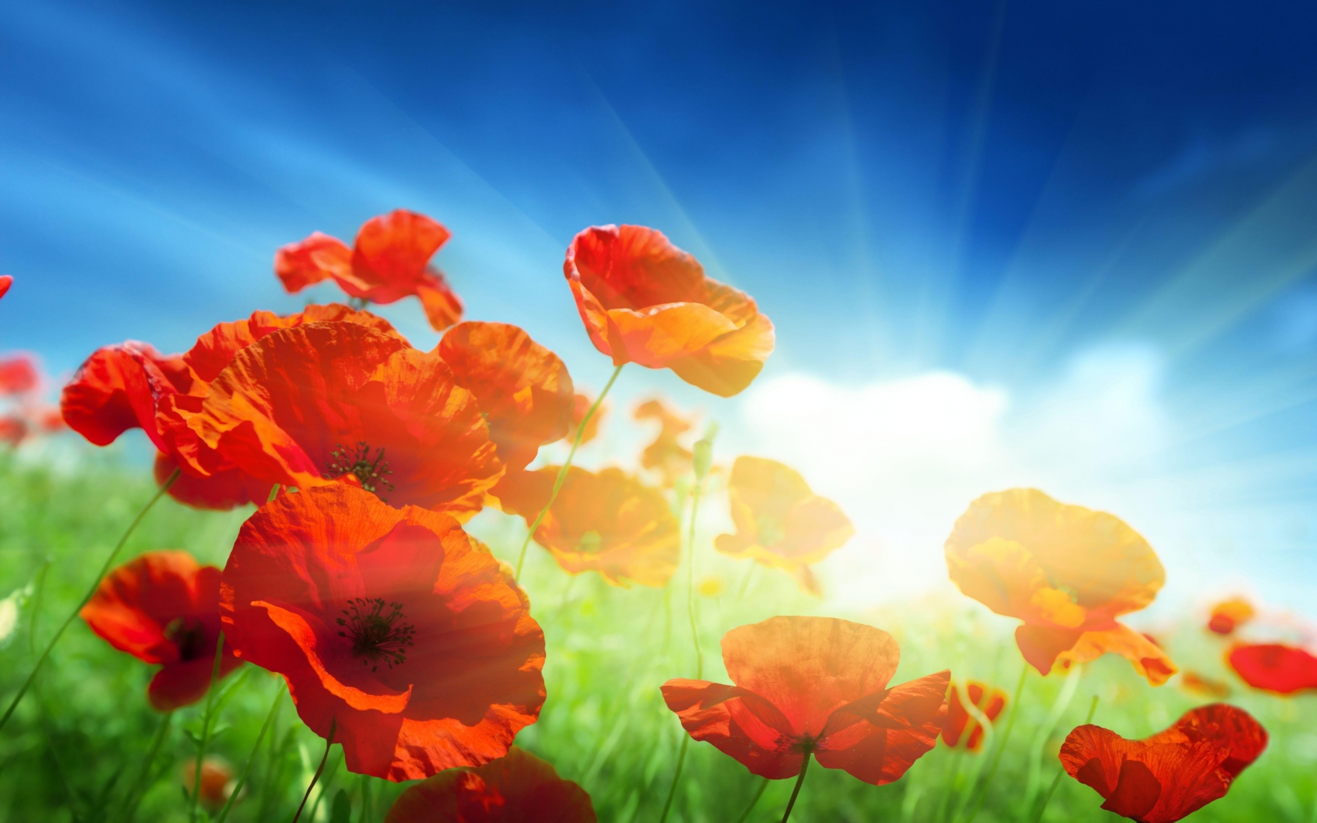 Laden Sie das Natur, Mohn, Blume, Sonnenstrahl, Rote Blume, Erde/natur-Bild kostenlos auf Ihren PC-Desktop herunter