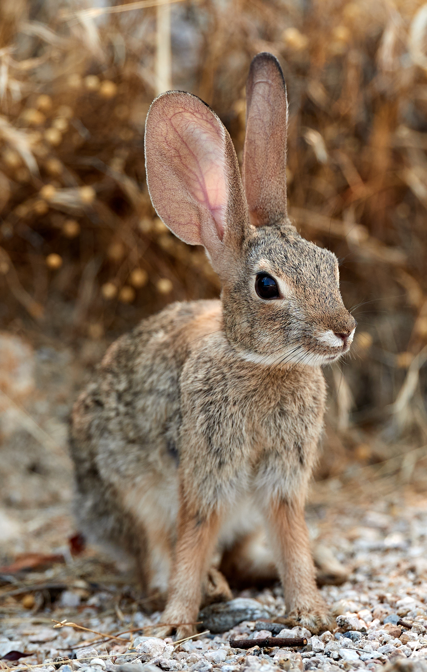 animal, hare, animals, fluffy, ears, rabbit