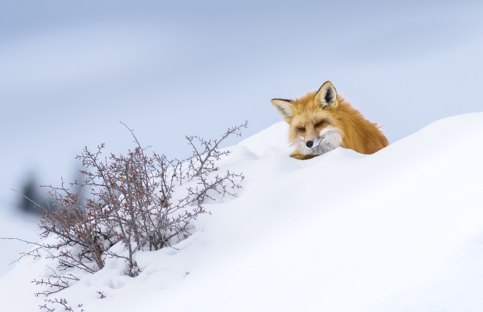 PCデスクトップに動物, 自然, 雪, 狐画像を無料でダウンロード