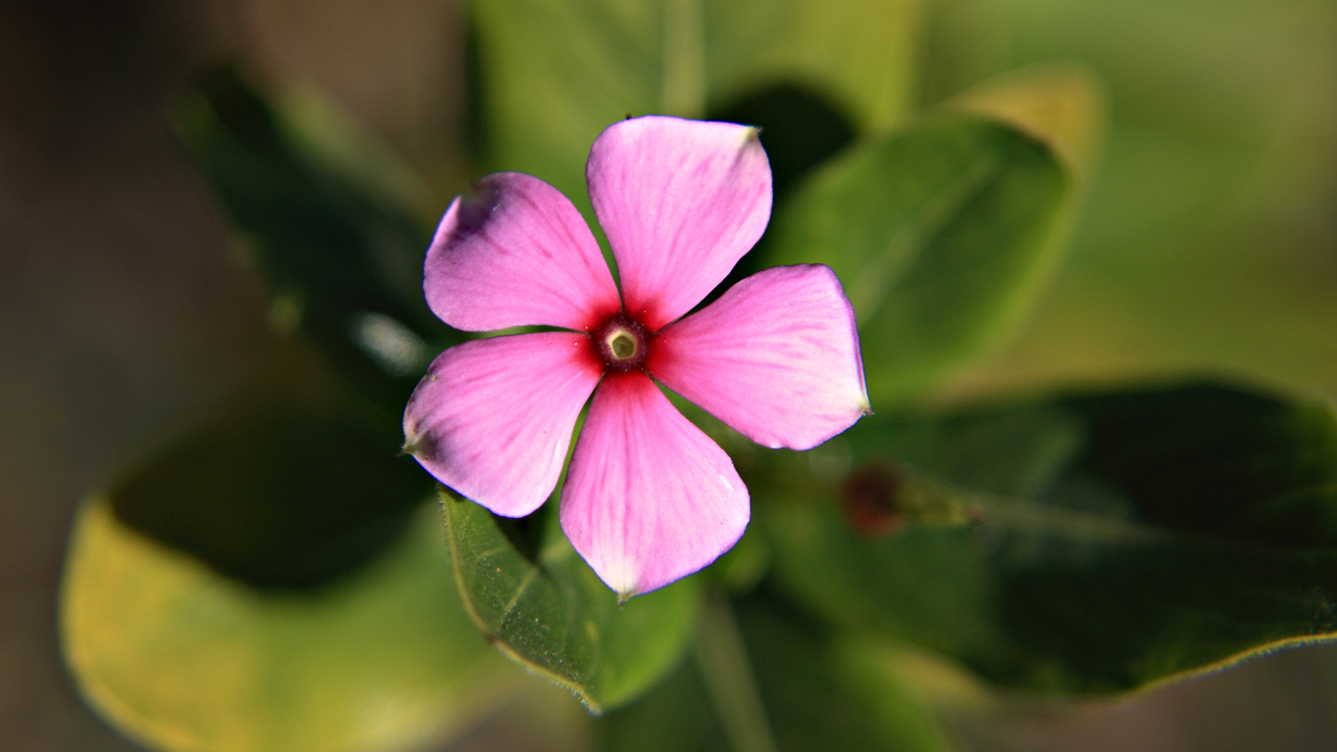 Baixe gratuitamente a imagem Flores, Flor, Terra/natureza na área de trabalho do seu PC