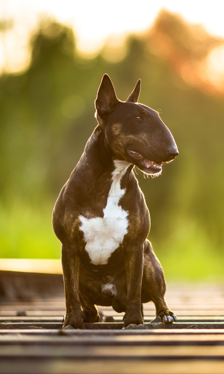 Download mobile wallpaper Dogs, Dog, Animal, Bull Terrier for free.