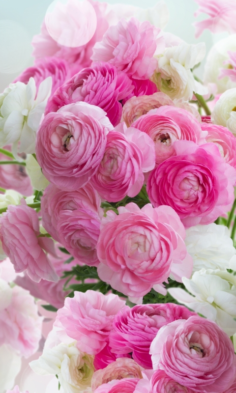 Handy-Wallpaper Blumen, Blume, Erde, Weiße Blume, Erde/natur, Pinke Blume, Ranunkeln kostenlos herunterladen.