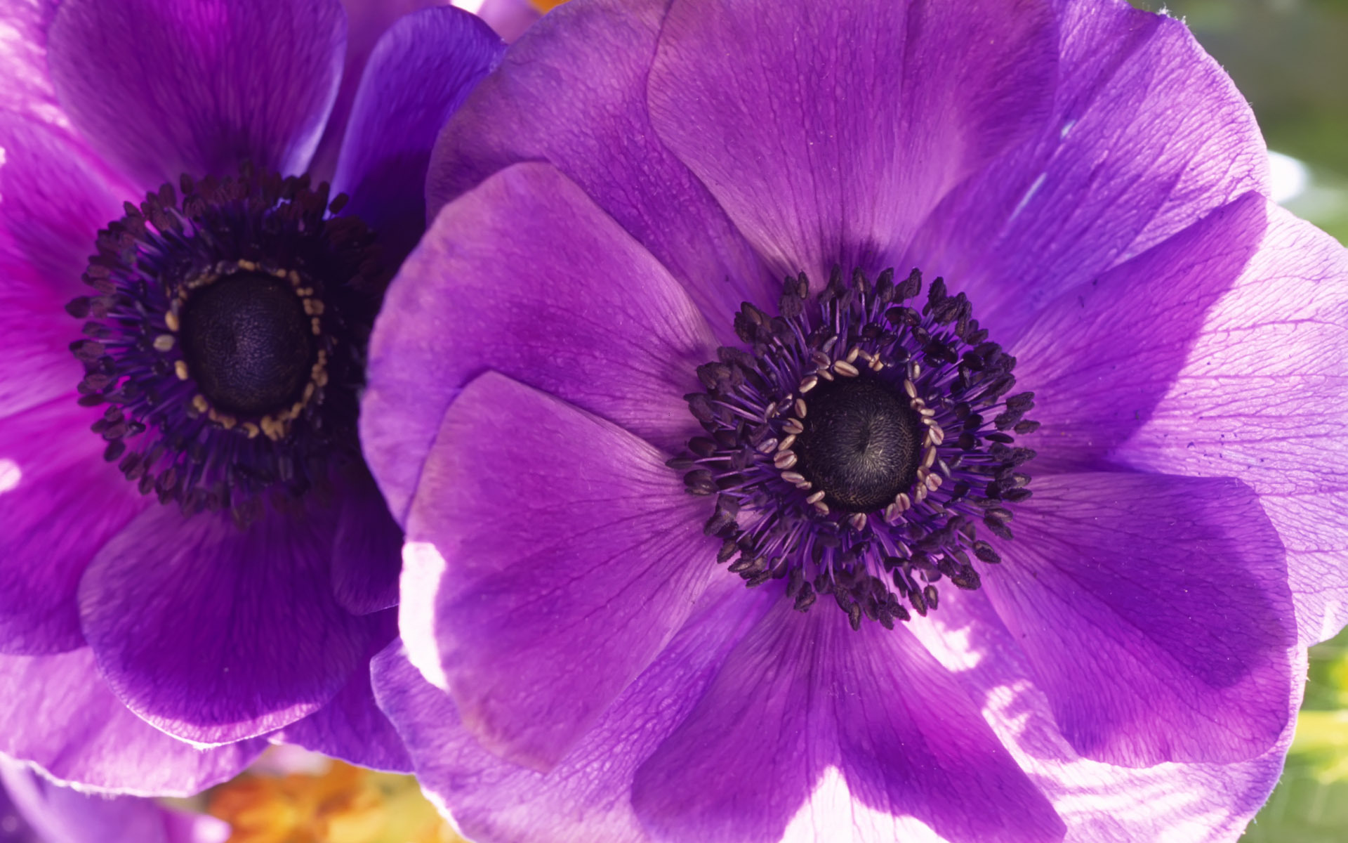 PCデスクトップに花, 地球, アネモネ, 紫色の花画像を無料でダウンロード
