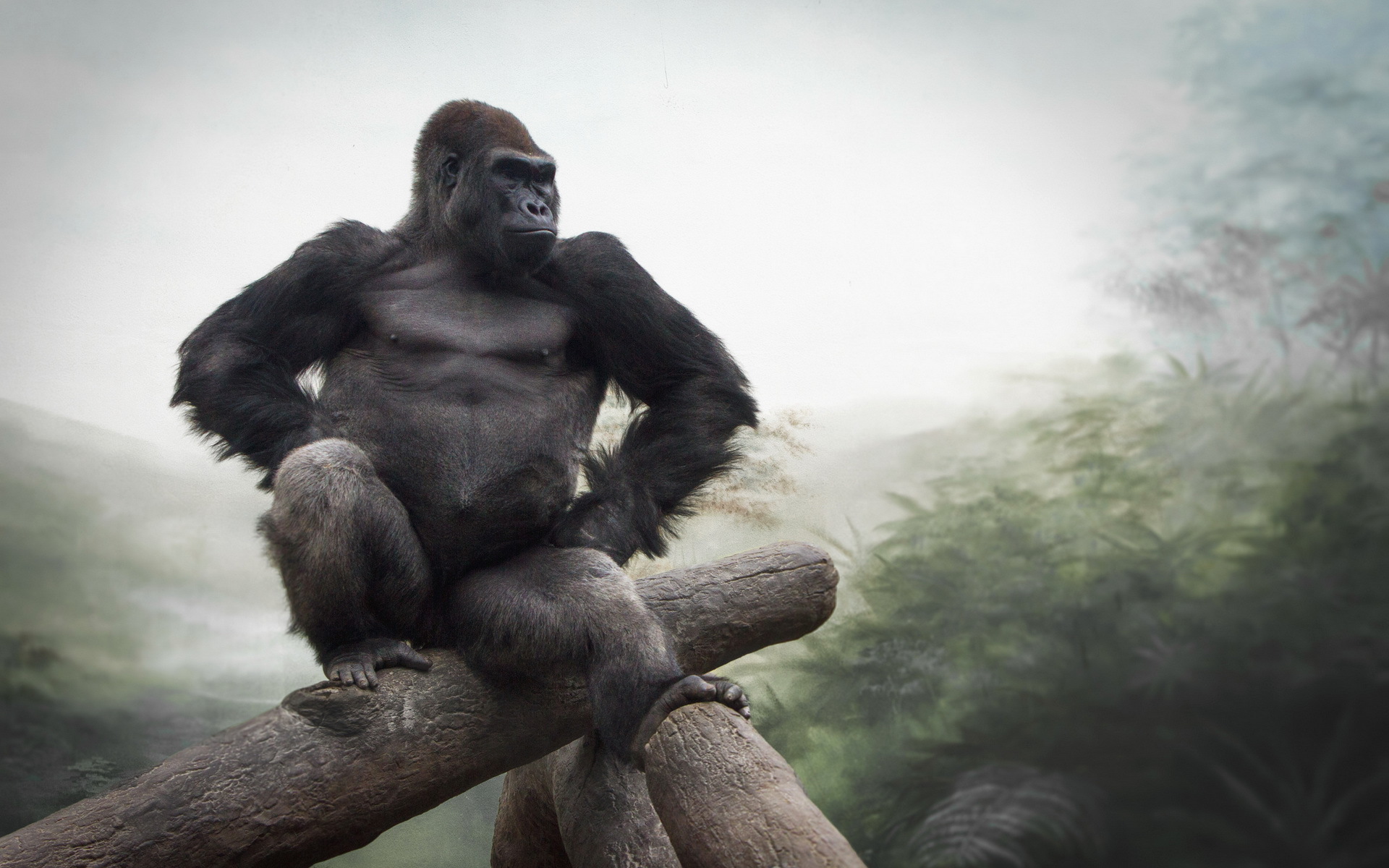296391 Hintergrundbild herunterladen tiere, gorilla, affen - Bildschirmschoner und Bilder kostenlos