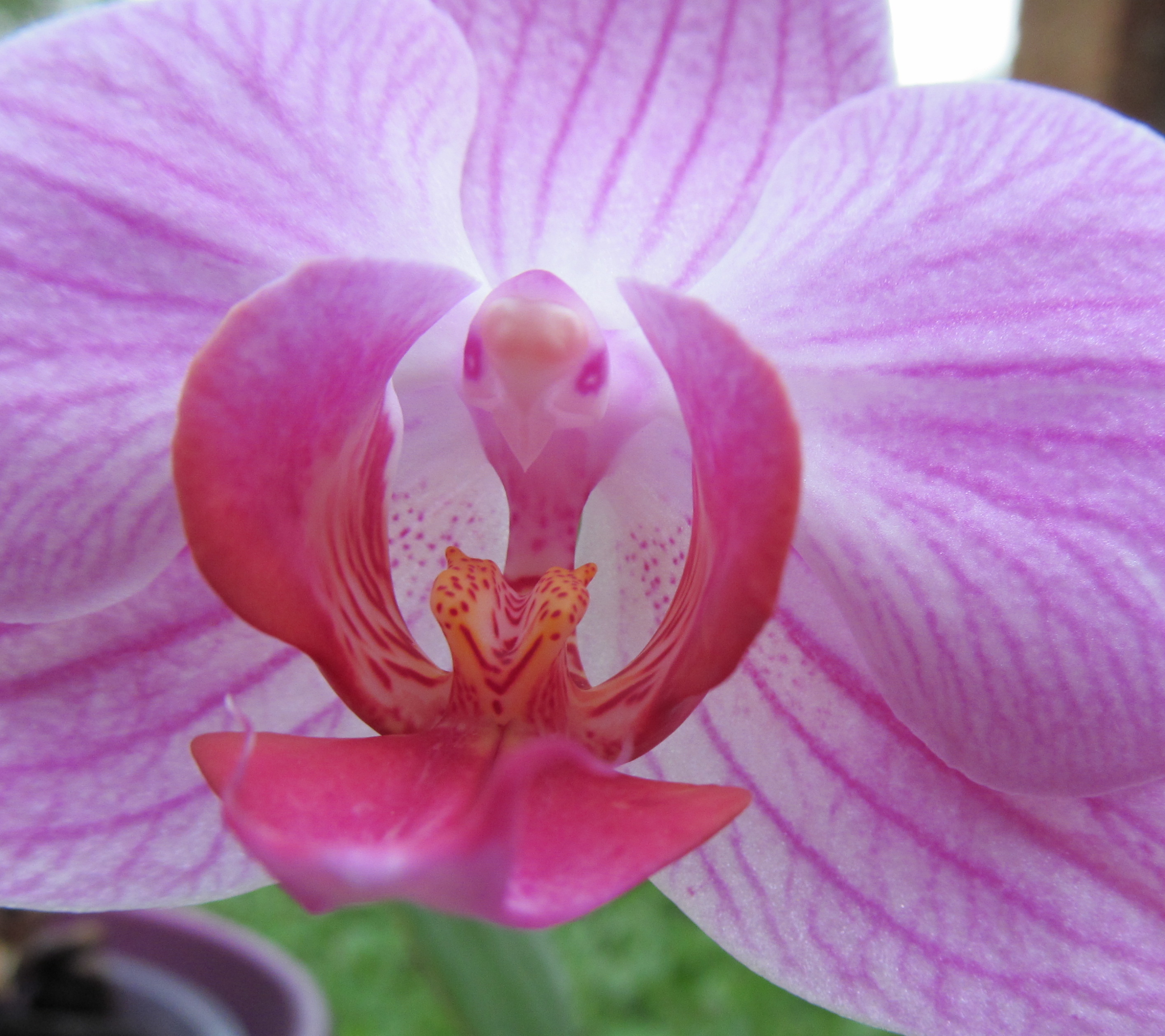 Téléchargez gratuitement l'image Fleurs, Orchidée, Terre/nature sur le bureau de votre PC