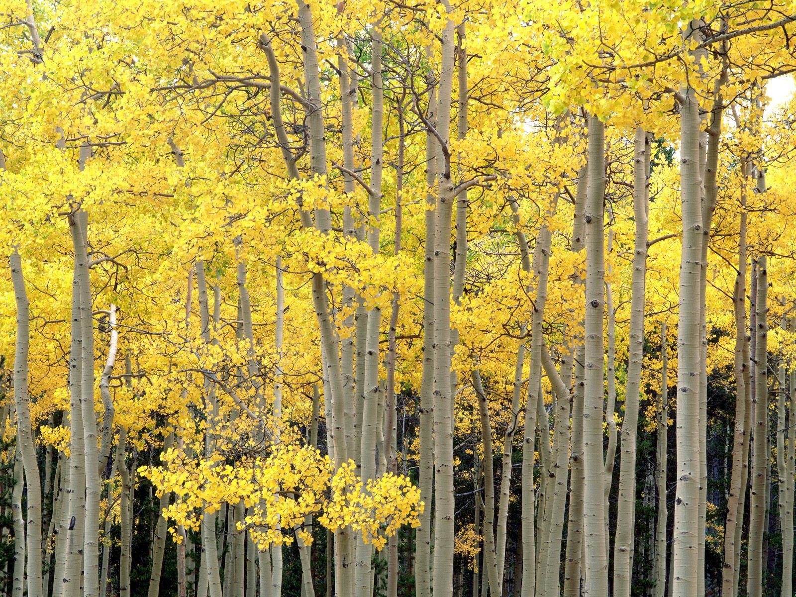 nature, trees, autumn, trunks HD wallpaper