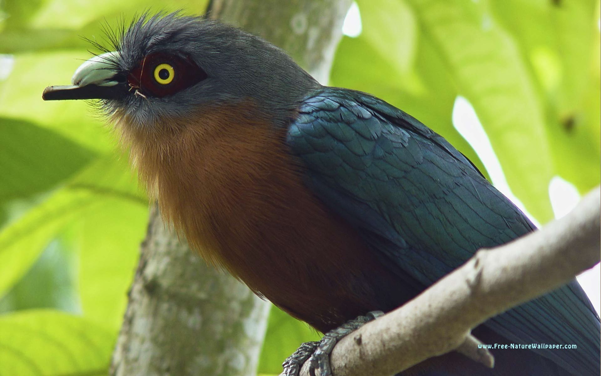 Téléchargez gratuitement l'image Oiseau, Des Oiseaux, Animaux sur le bureau de votre PC