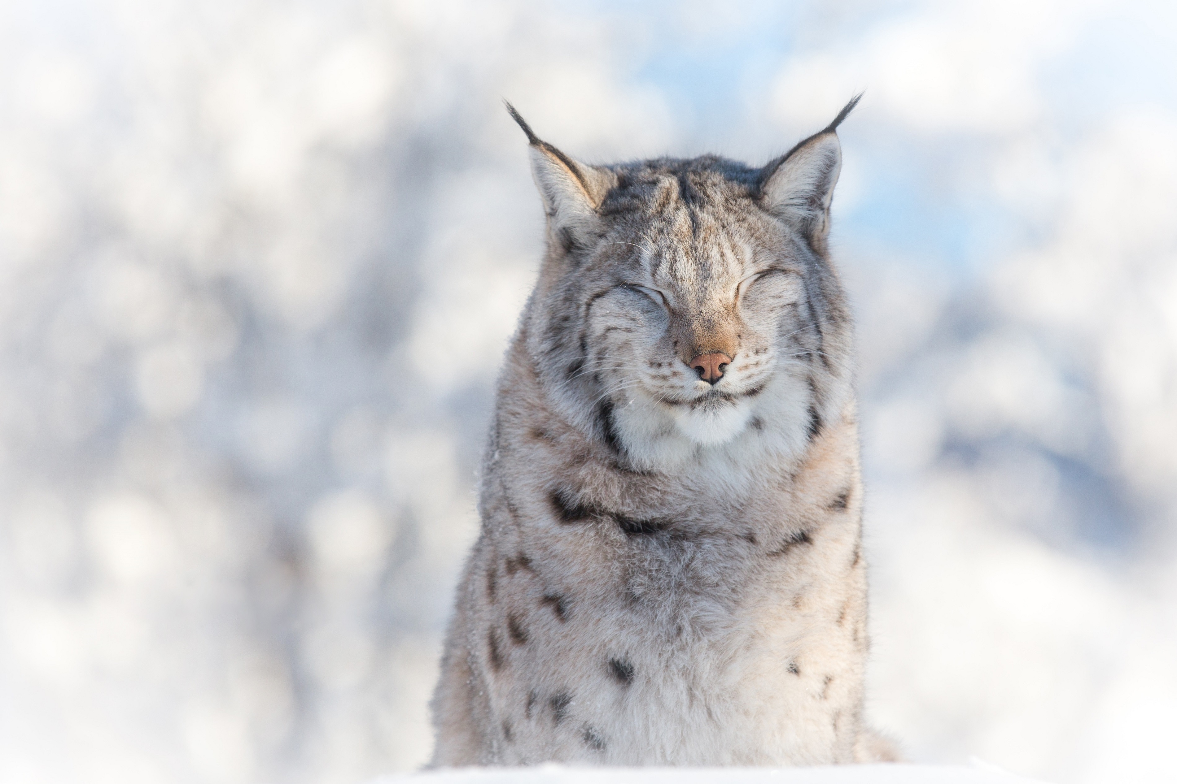 Descarga gratuita de fondo de pantalla para móvil de Animales, Gatos, Lince, Profundidad De Campo.