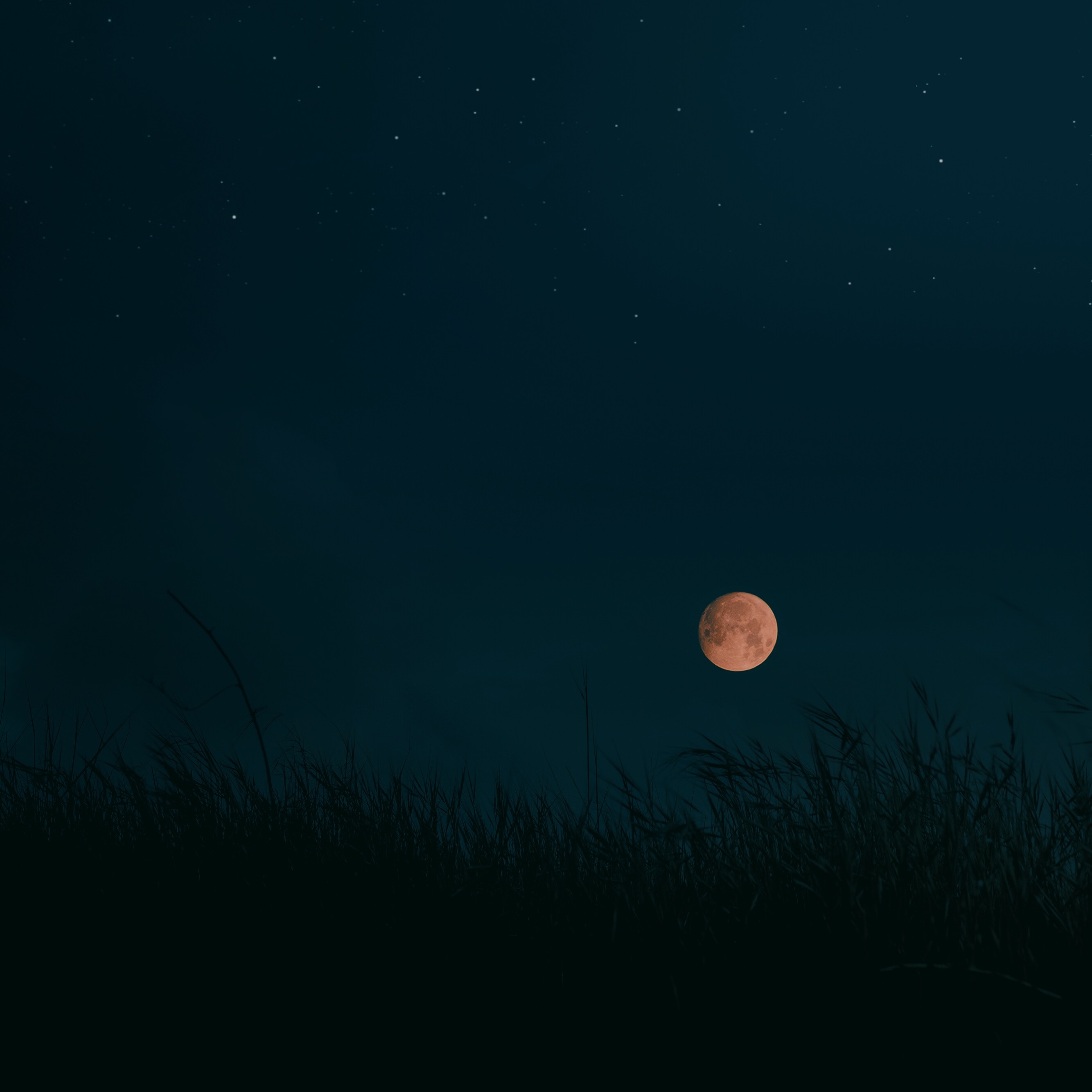 Free download wallpaper Grass, Night, Dark, Moon, Landscape on your PC desktop