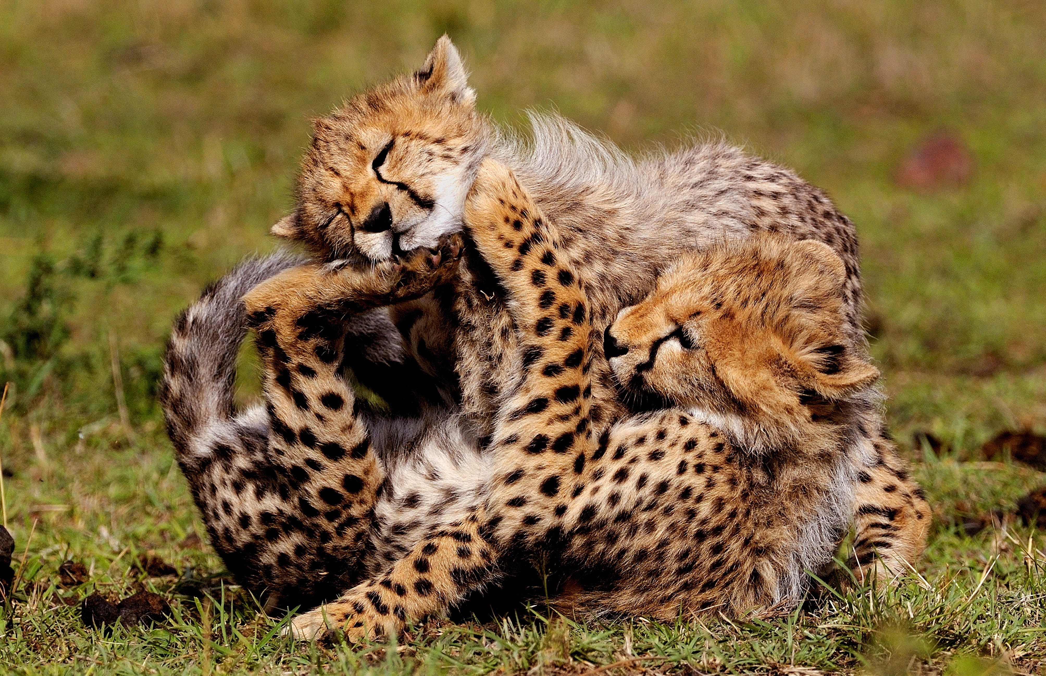 cheetah, animals, young, spotted, spotty, play, cubs