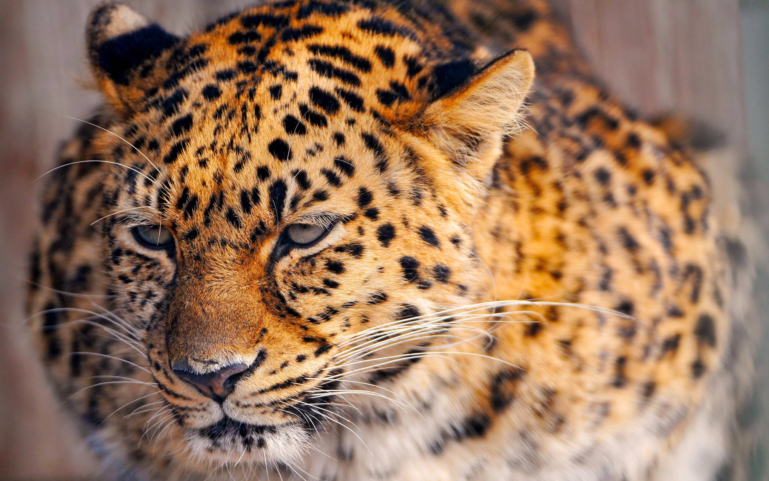 Скачать обои бесплатно Животные, Ягуар (Jaguar) картинка на рабочий стол ПК