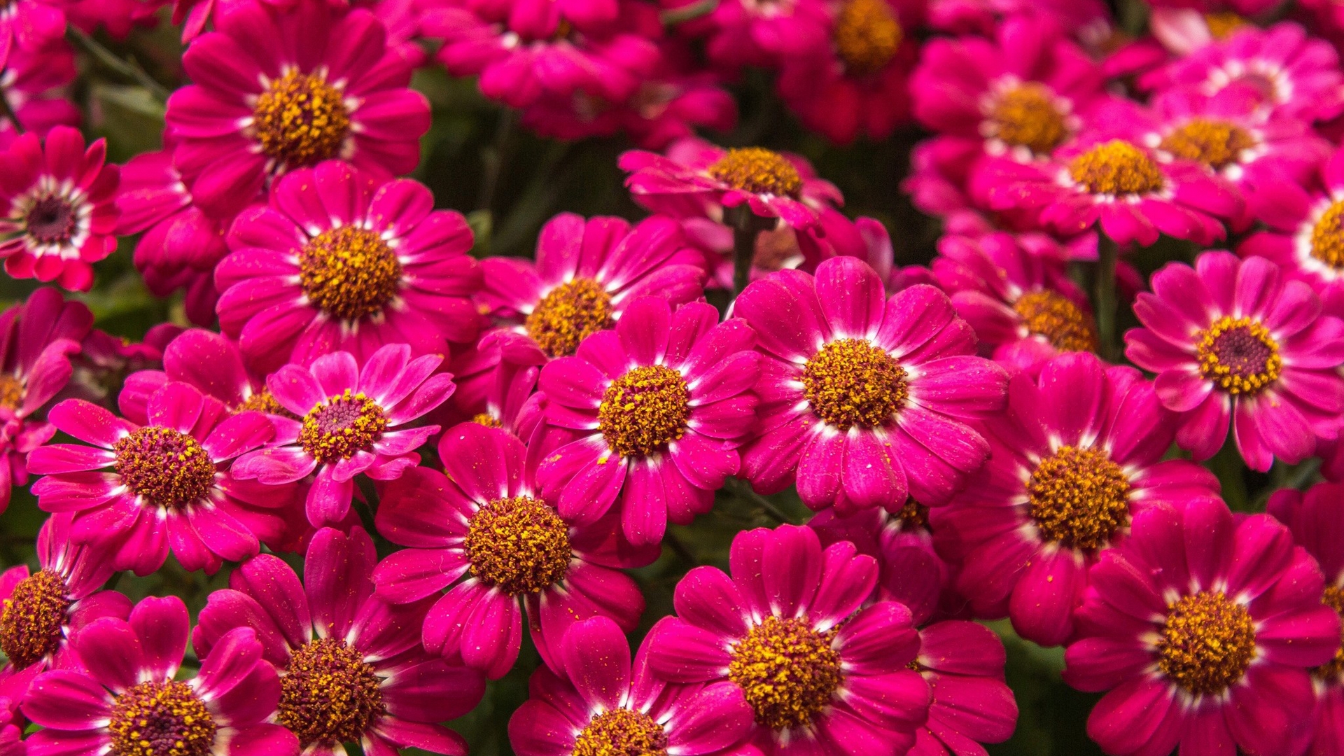 Téléchargez gratuitement l'image Fleurs, Fleur, Terre/nature sur le bureau de votre PC