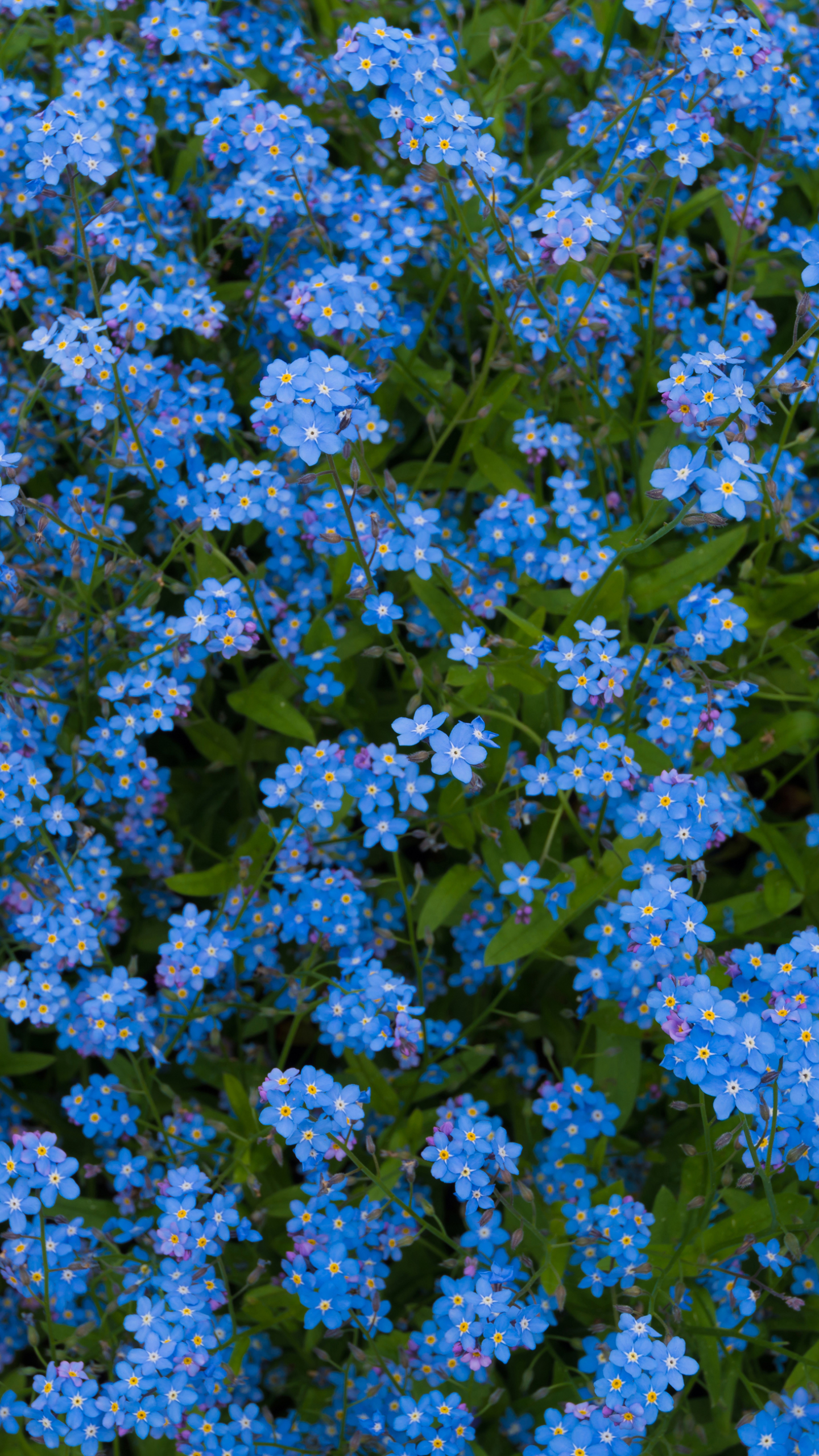 Handy-Wallpaper Natur, Blumen, Blume, Vergissmeinnicht, Erde/natur, Blaue Blume kostenlos herunterladen.