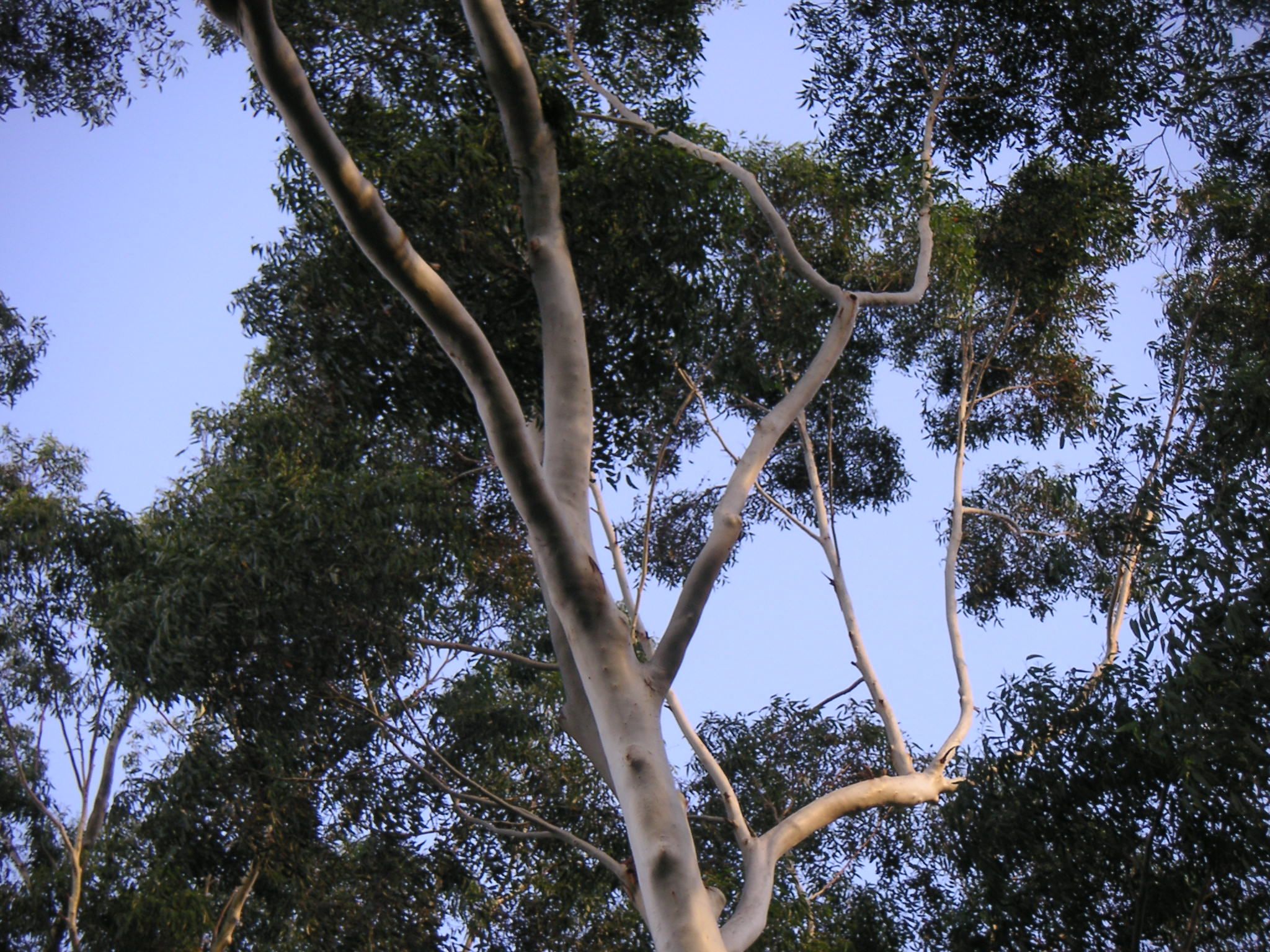 Laden Sie das Baum, Erde/natur-Bild kostenlos auf Ihren PC-Desktop herunter