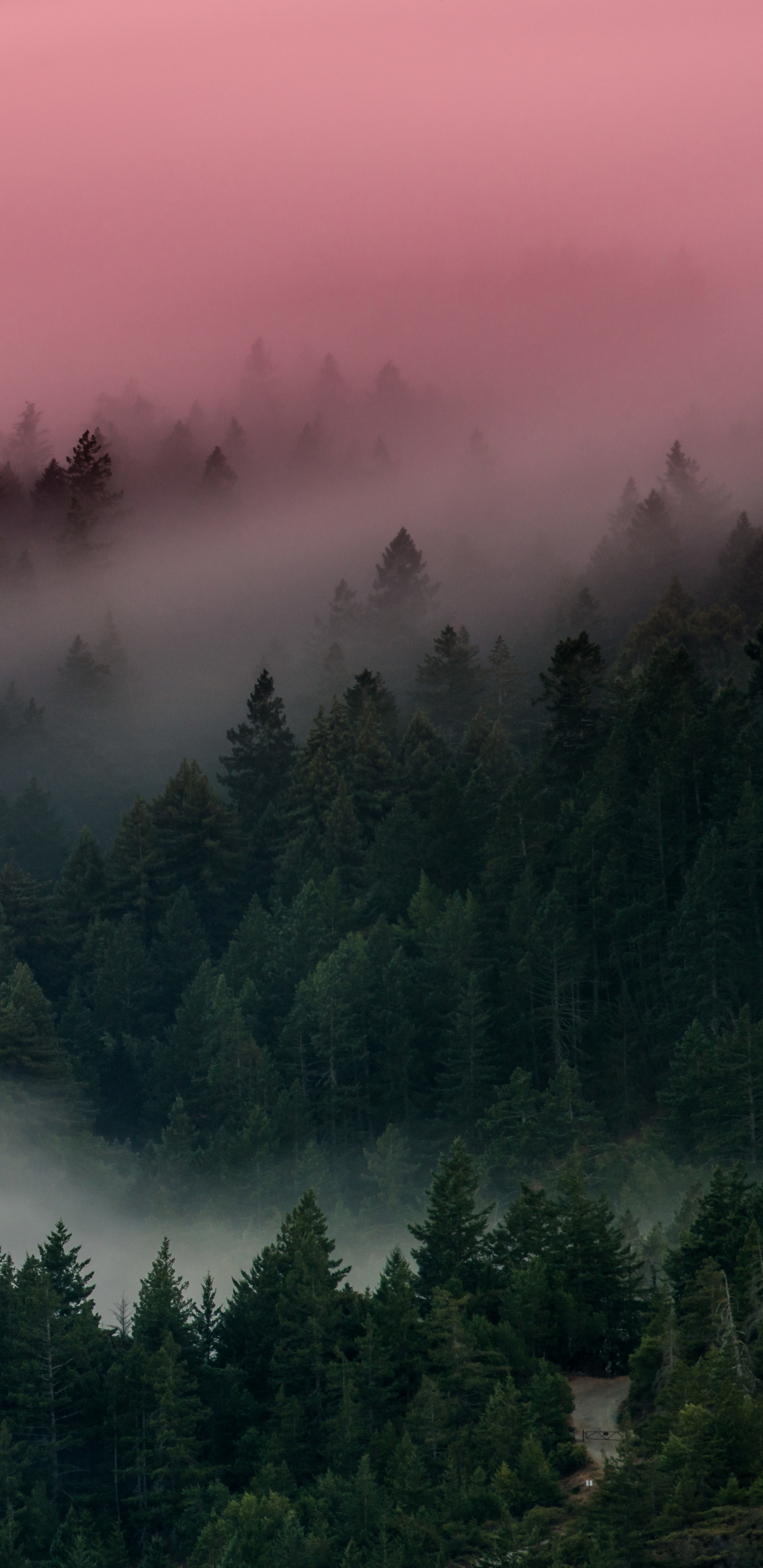 Download mobile wallpaper Forest, Fog, Earth for free.