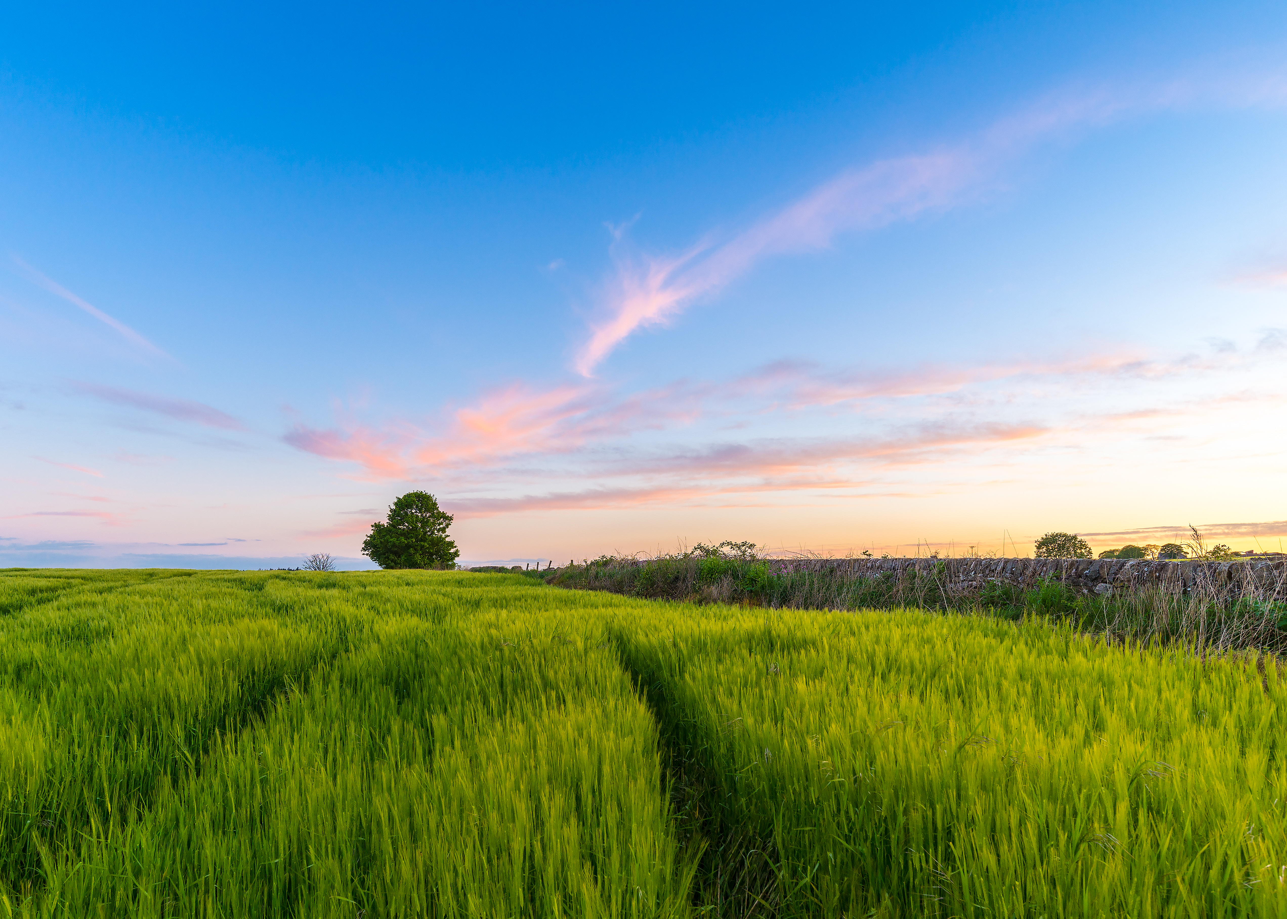 Free download wallpaper Grass, Tree, Field, Sky, Wood, Summer, Nature on your PC desktop