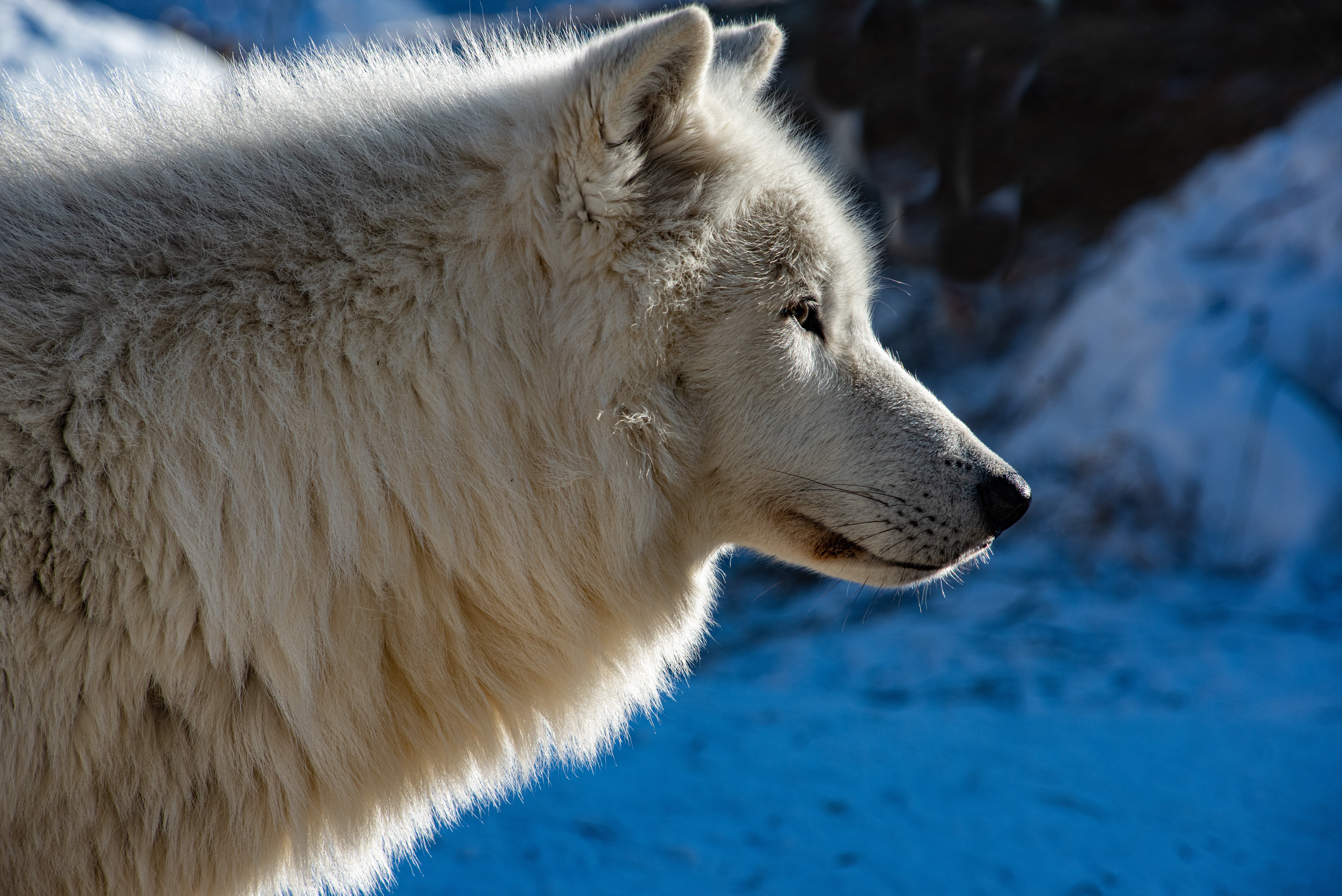 490321 descargar imagen animales, lobo, lobo ártico, wolves: fondos de pantalla y protectores de pantalla gratis
