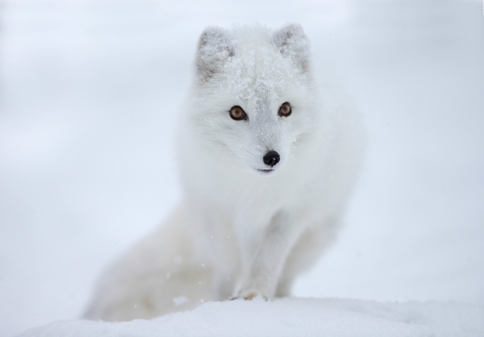Laden Sie das Tiere, Polarfuchs-Bild kostenlos auf Ihren PC-Desktop herunter
