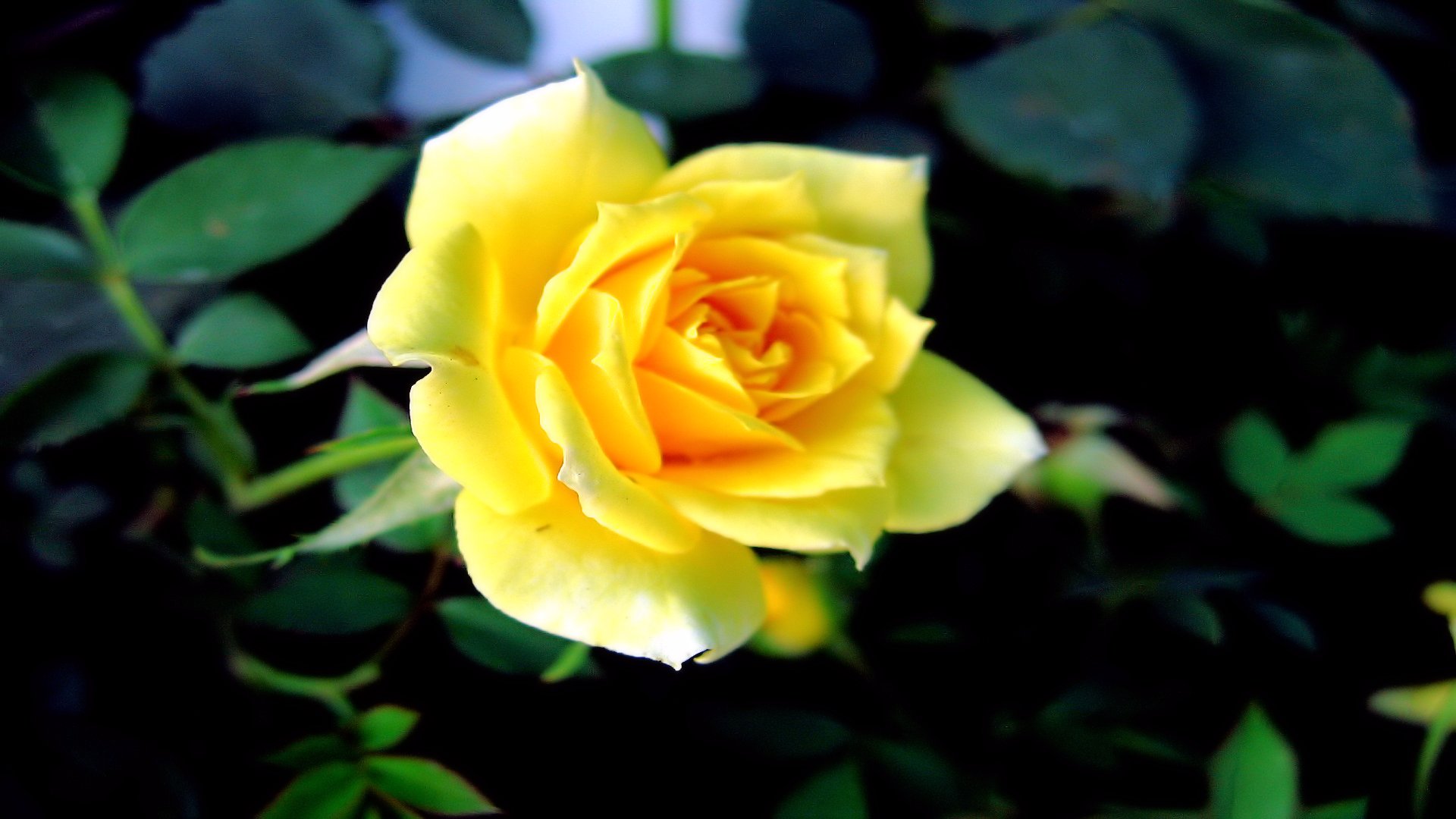 312748壁紙のダウンロード地球, 薔薇, 花, 黄色いバラ, フラワーズ-スクリーンセーバーと写真を無料で
