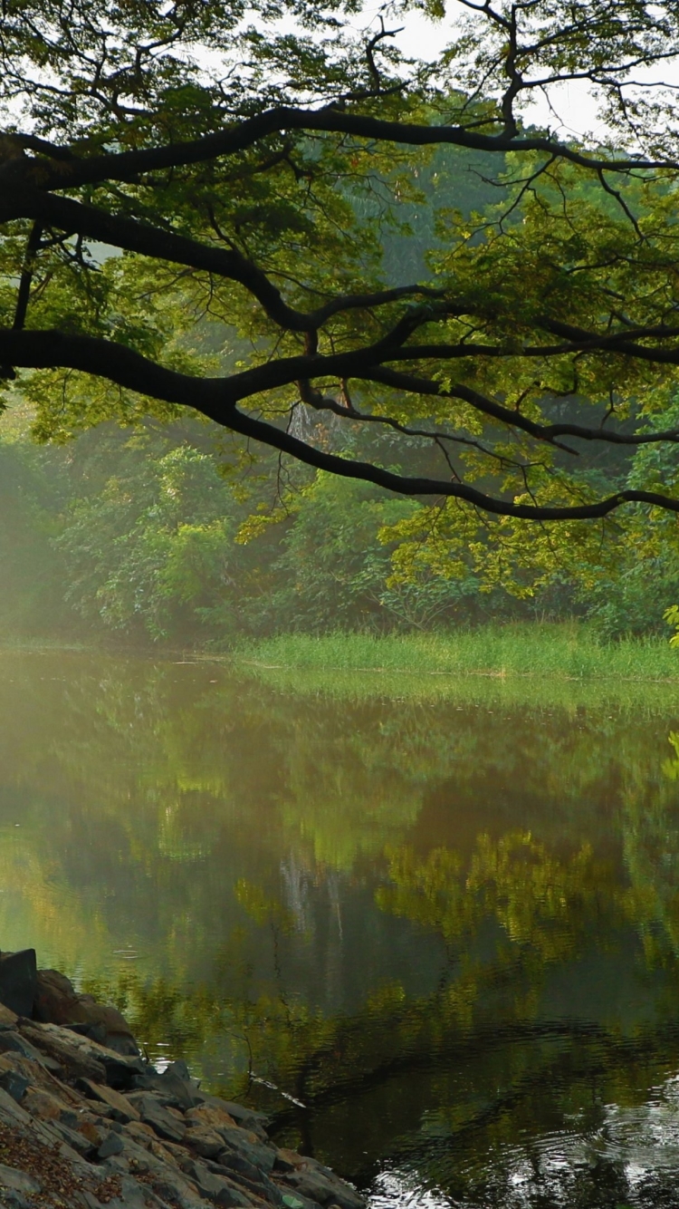 Descarga gratuita de fondo de pantalla para móvil de Rio, Árbol, Niebla, Tierra/naturaleza.