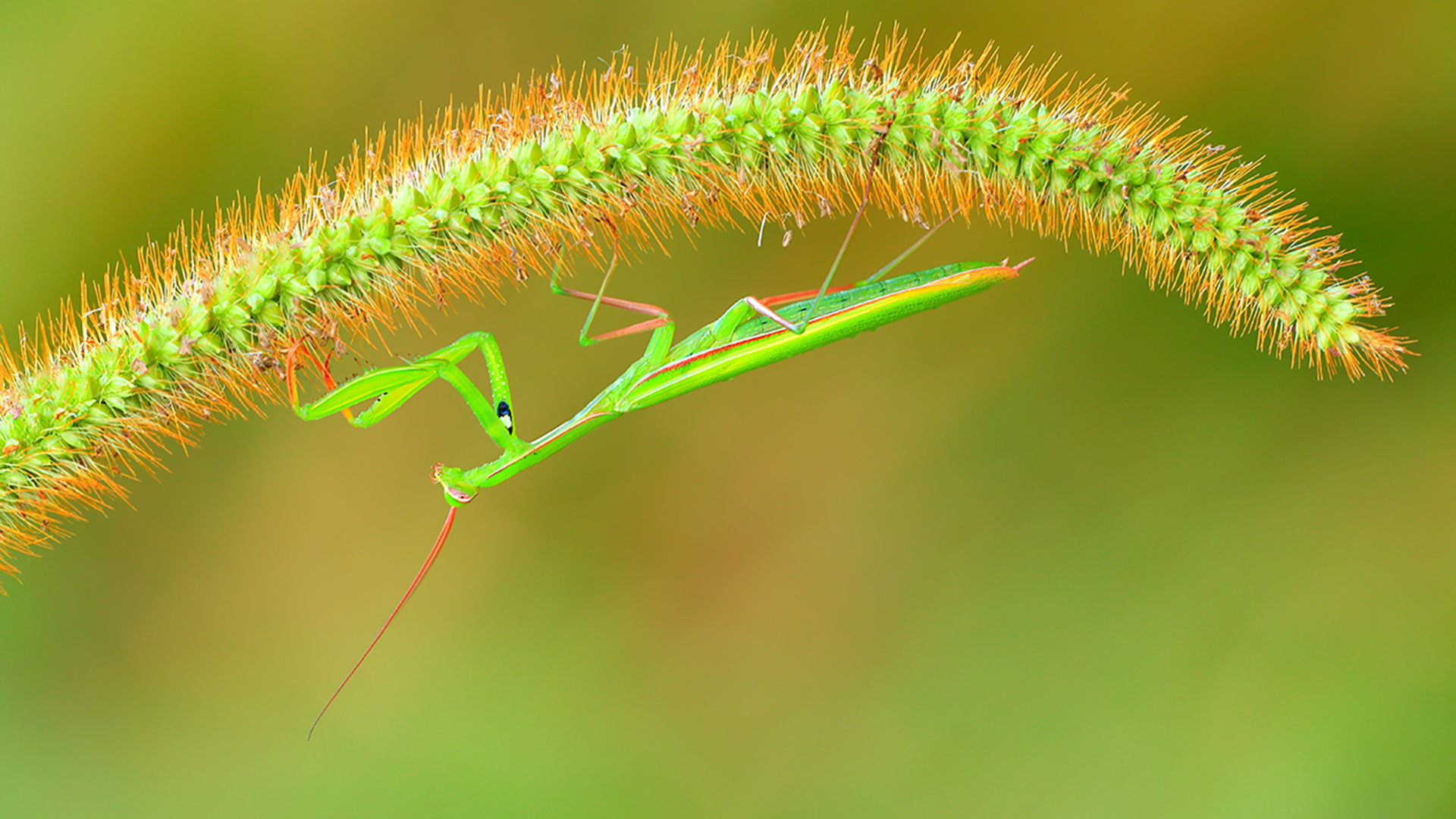 Free download wallpaper Insects, Insect, Animal, Praying Mantis on your PC desktop