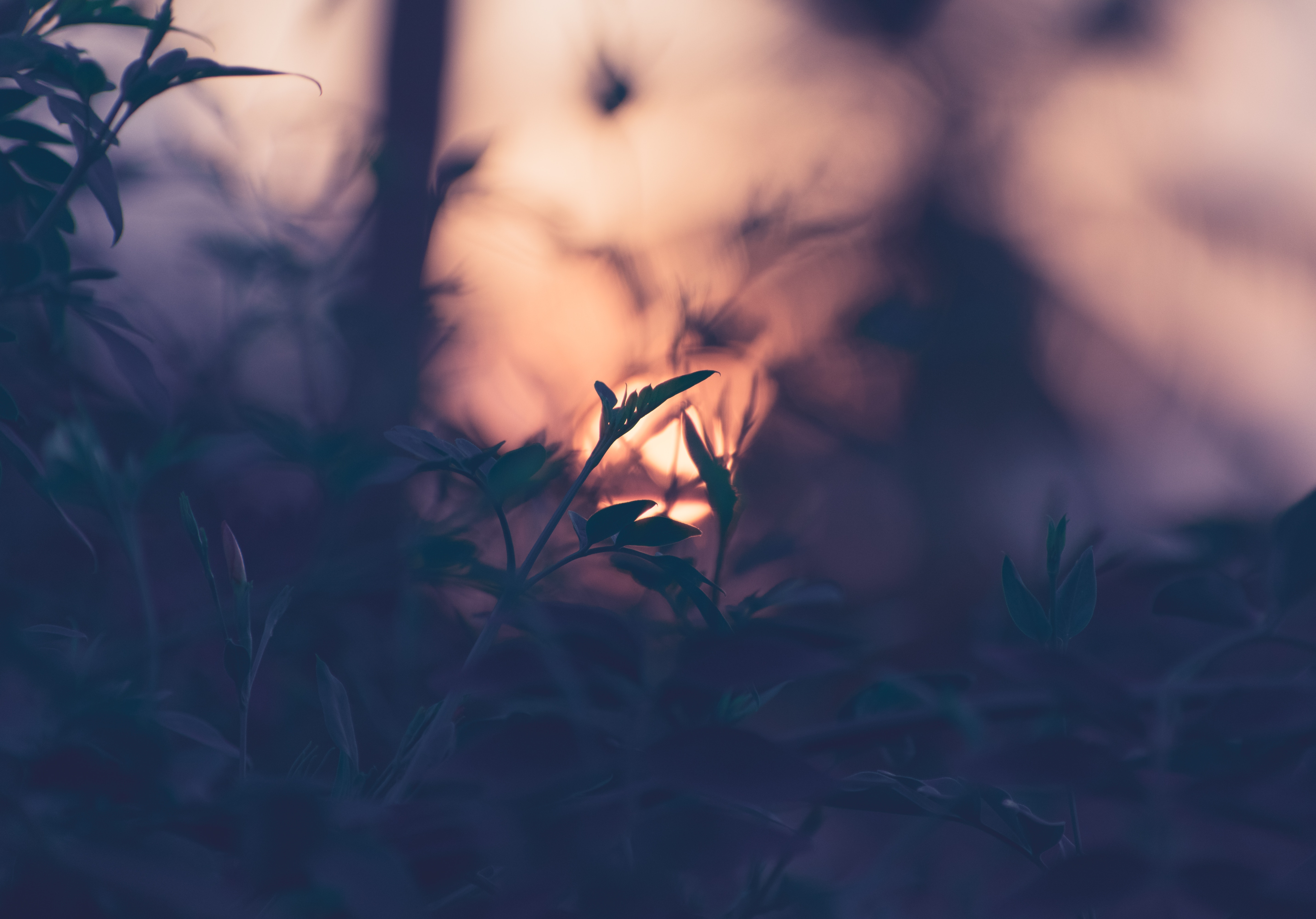 smooth, blur, sunset, leaves, plant, macro, branches phone wallpaper