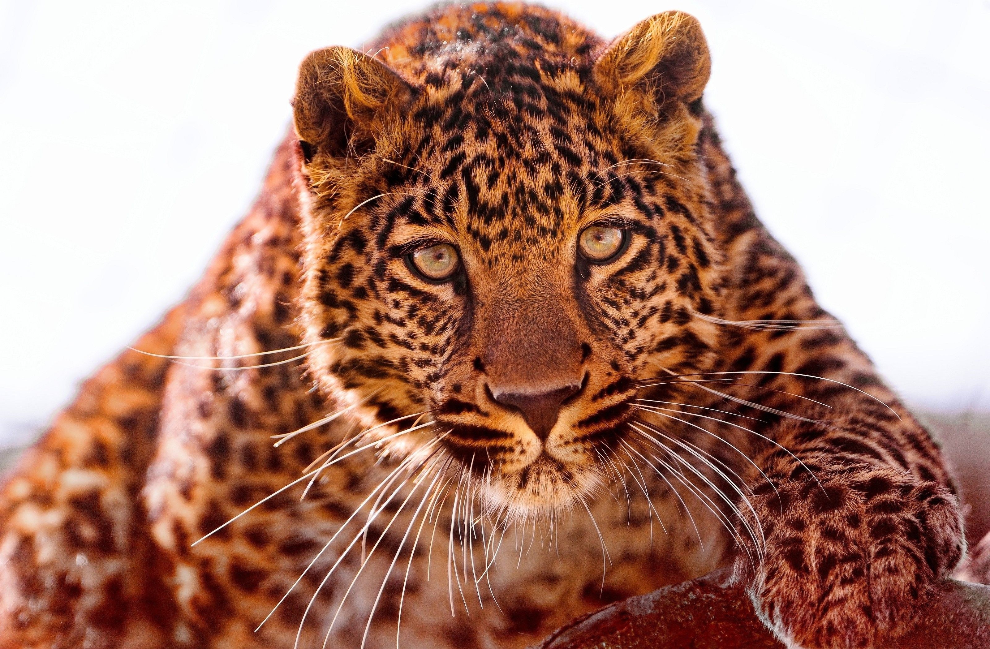 animal, leopard, muzzle, cats desktop HD wallpaper
