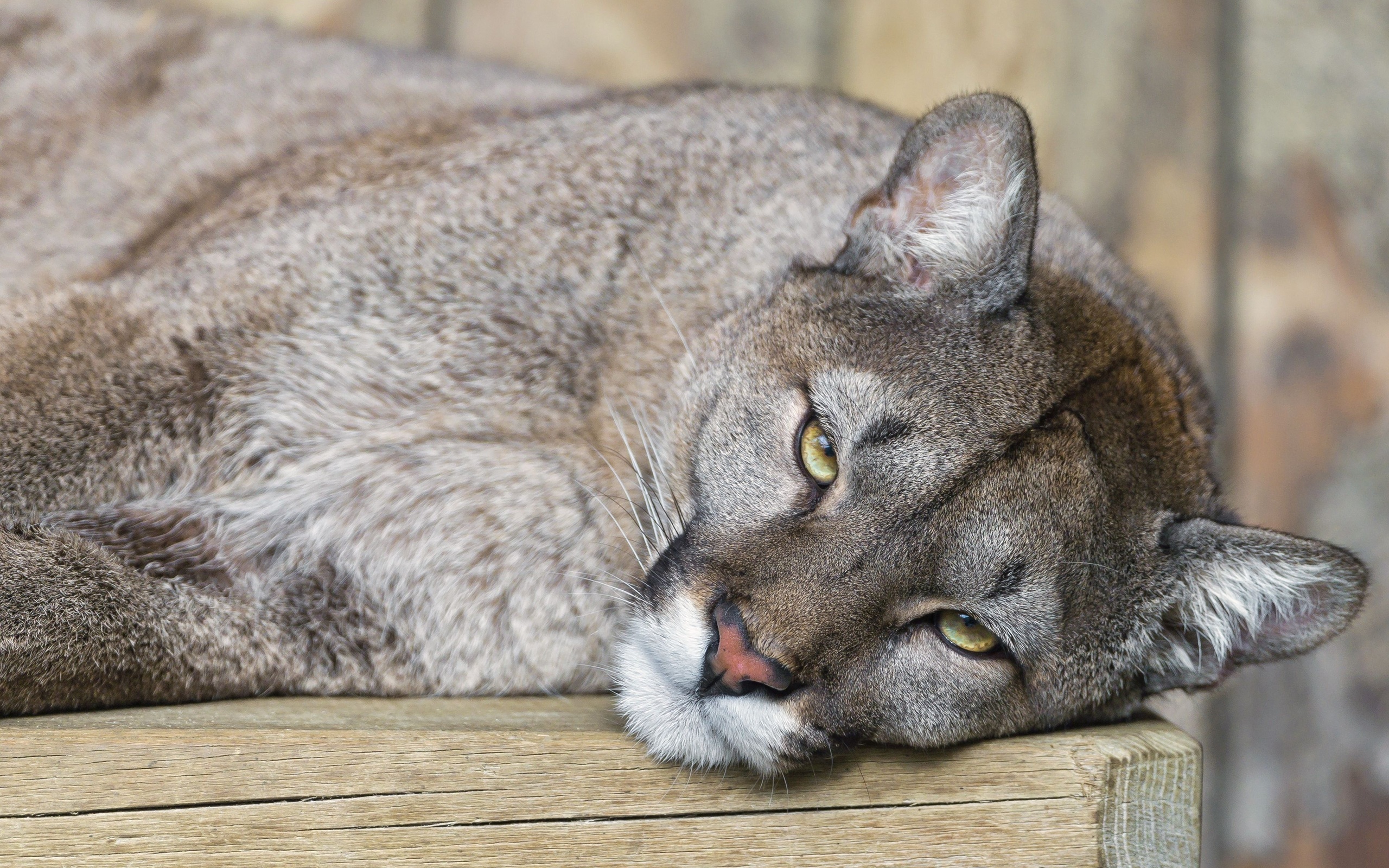 Download mobile wallpaper Cougar, Cats, Animal for free.